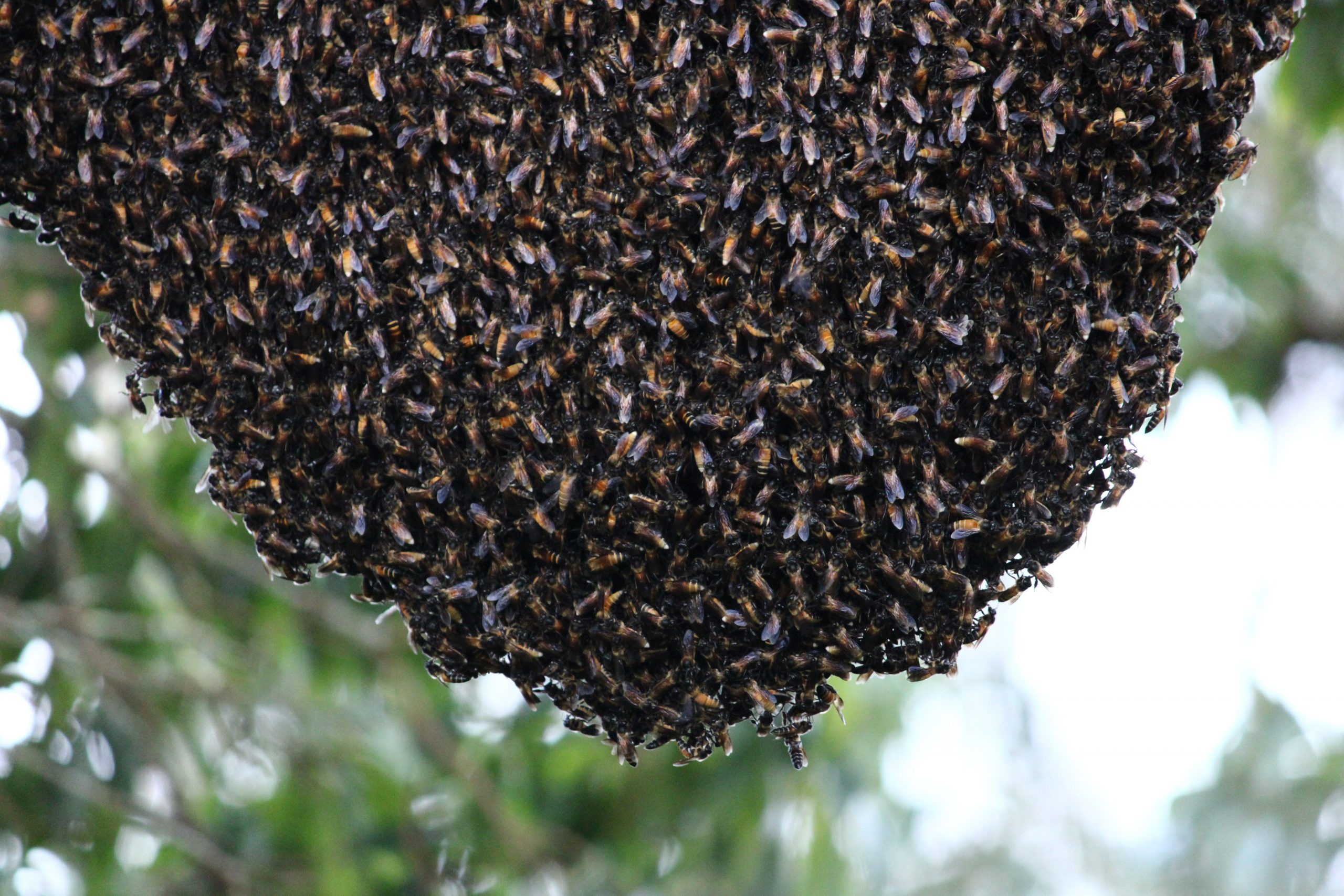 A swarm of bees