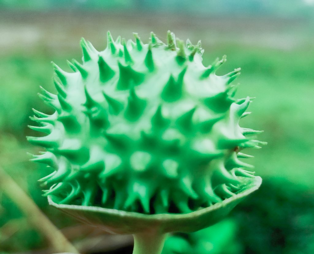 A thorn apple PixaHive