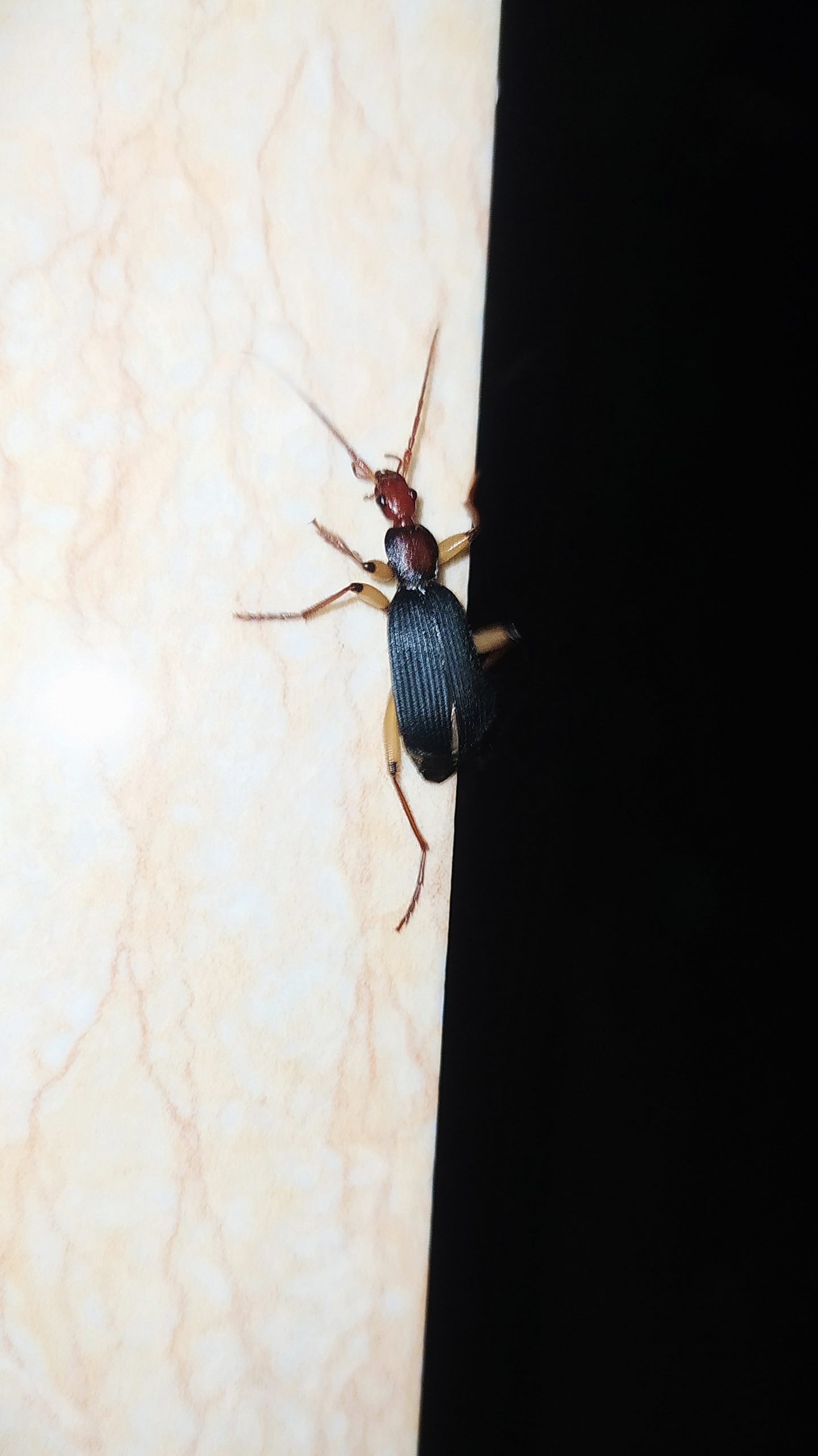 A tiger beetle on a table