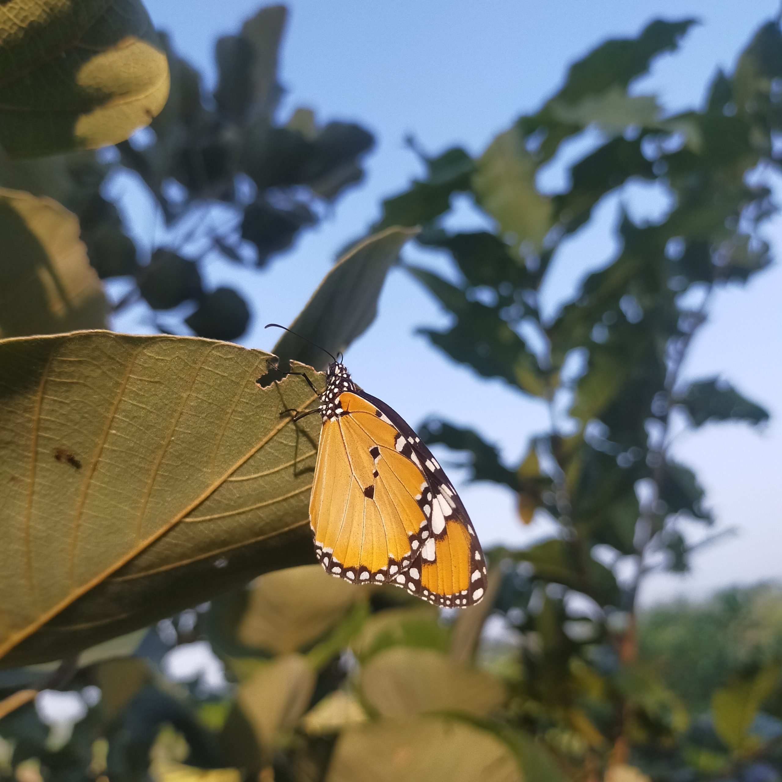 A tiger butterfly