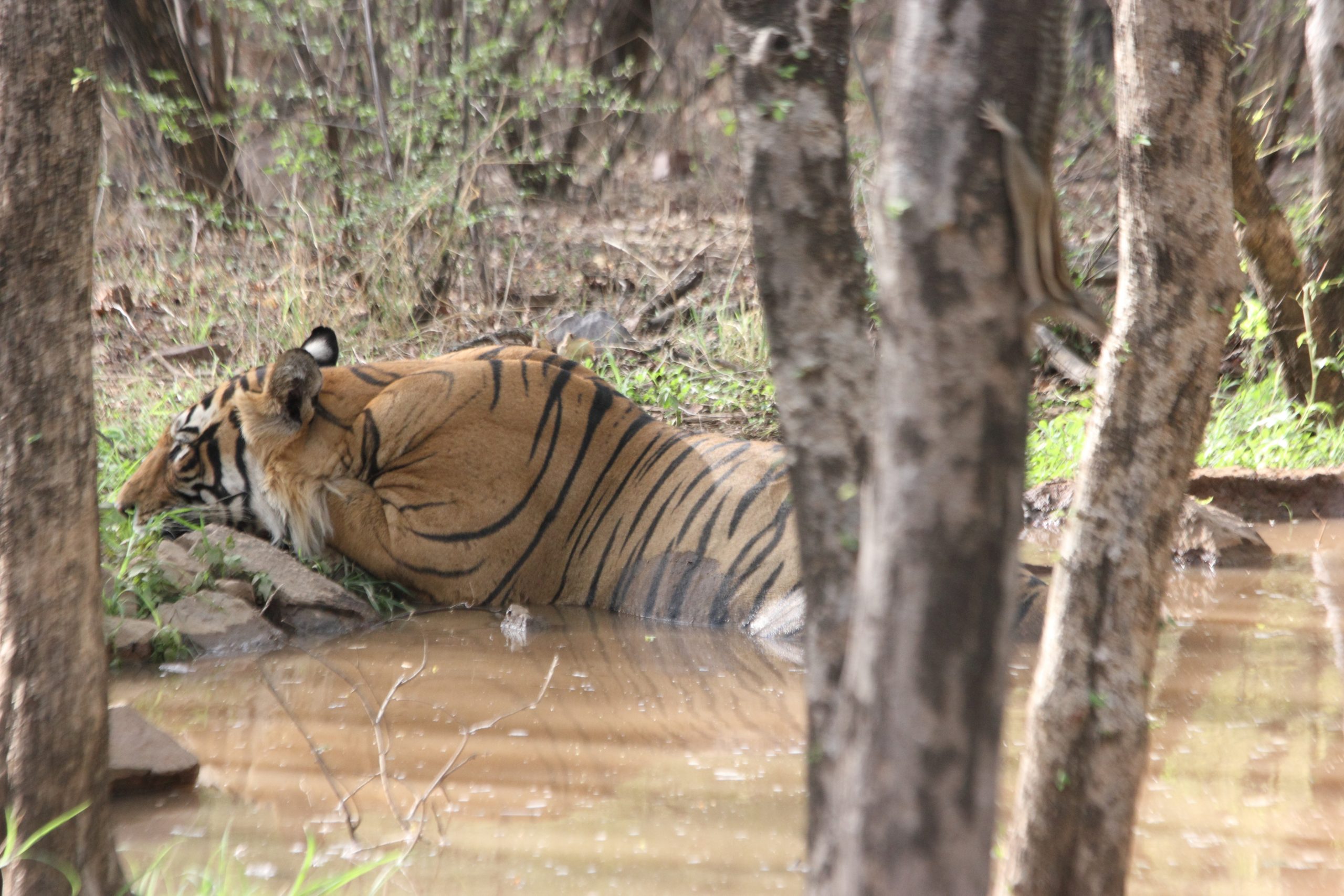 A tiger in a pond