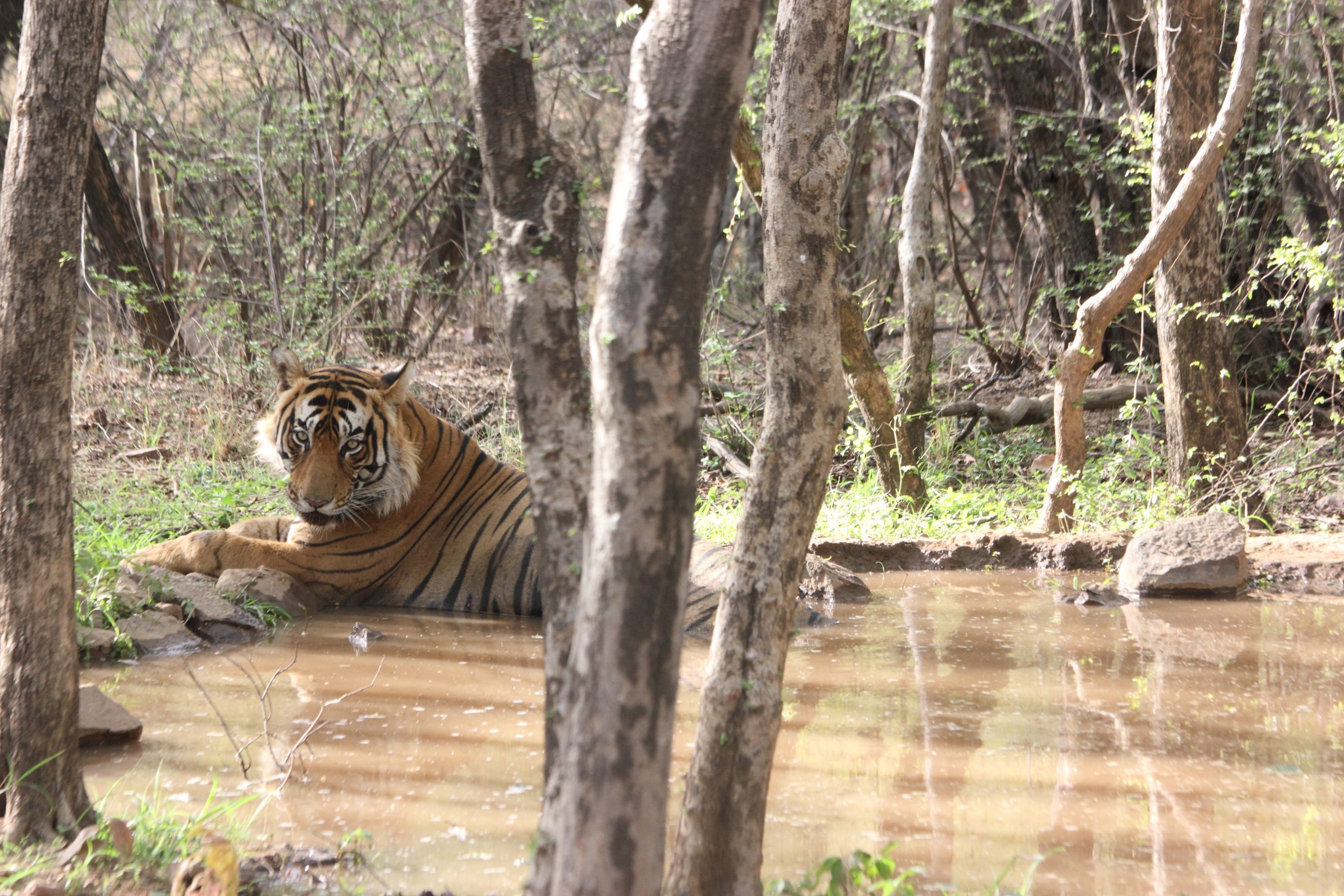 A tiger in a puddle