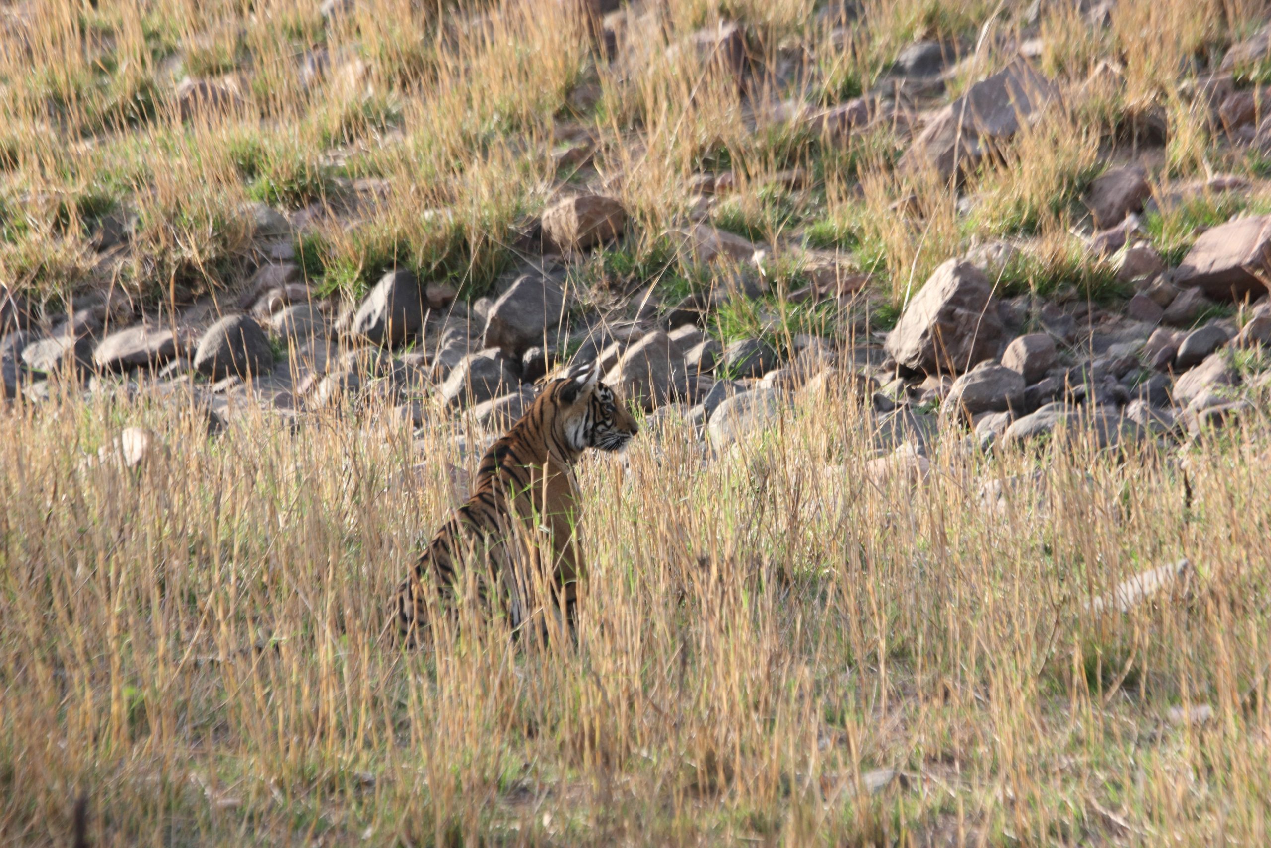 A tiger in jungle