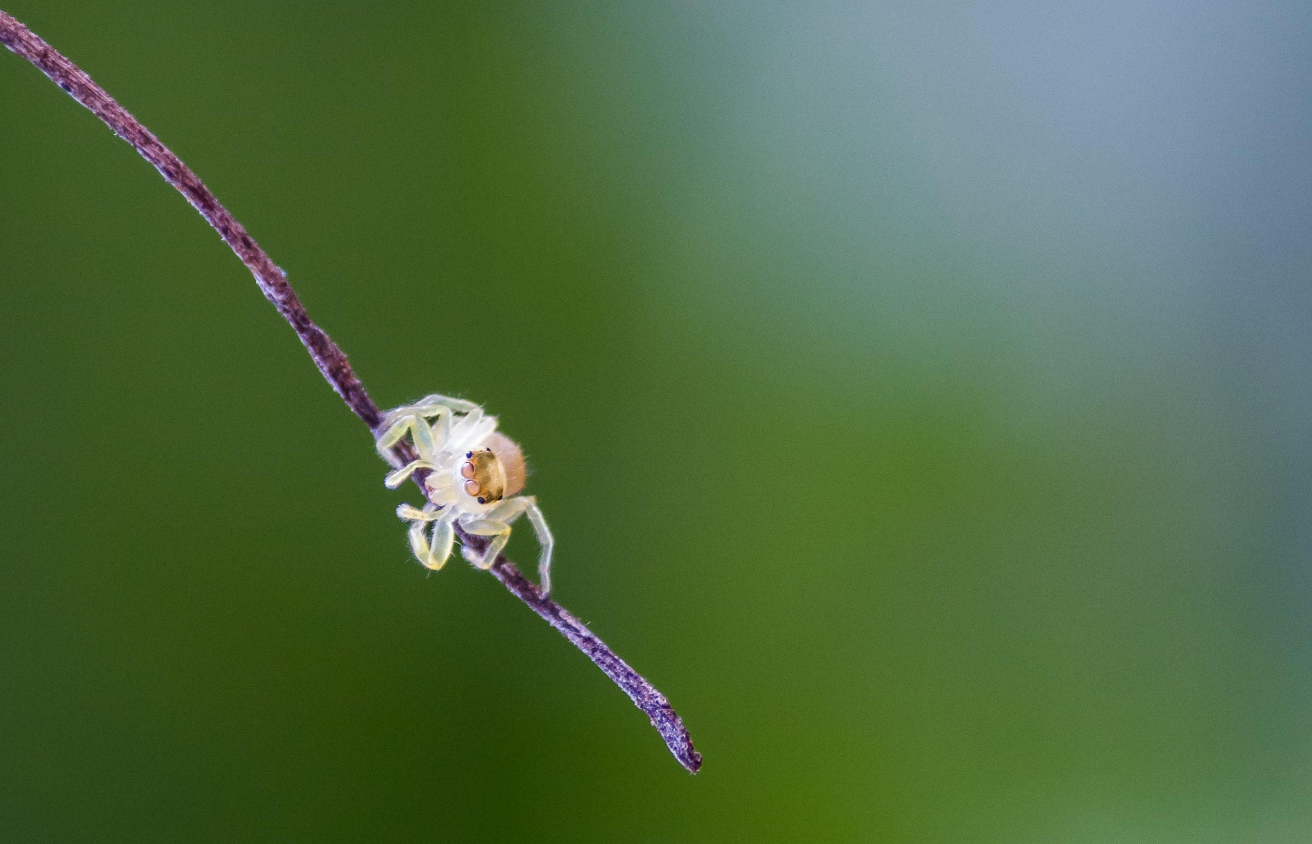 A tiny jumping spider on a twig