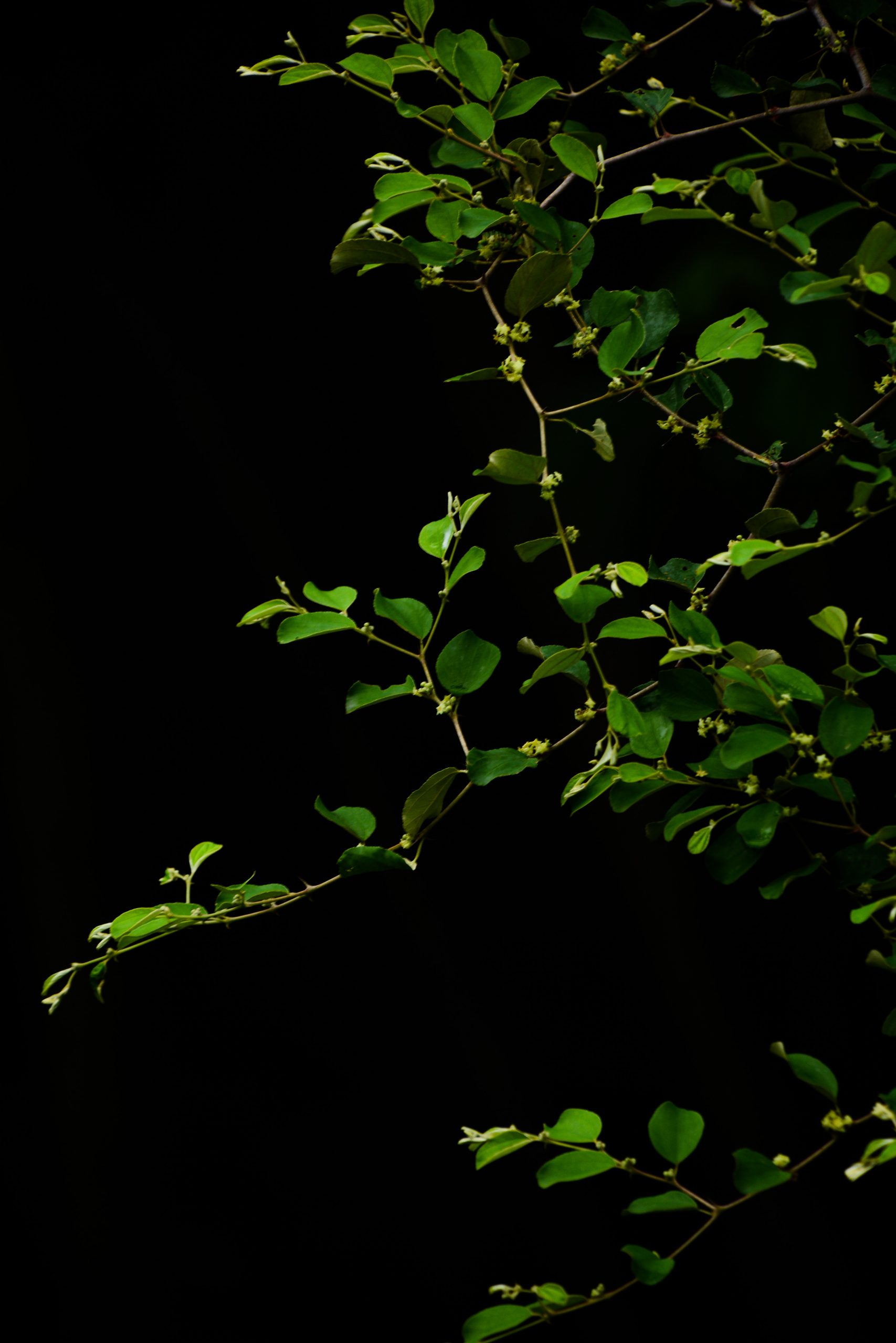 A tree branches in night