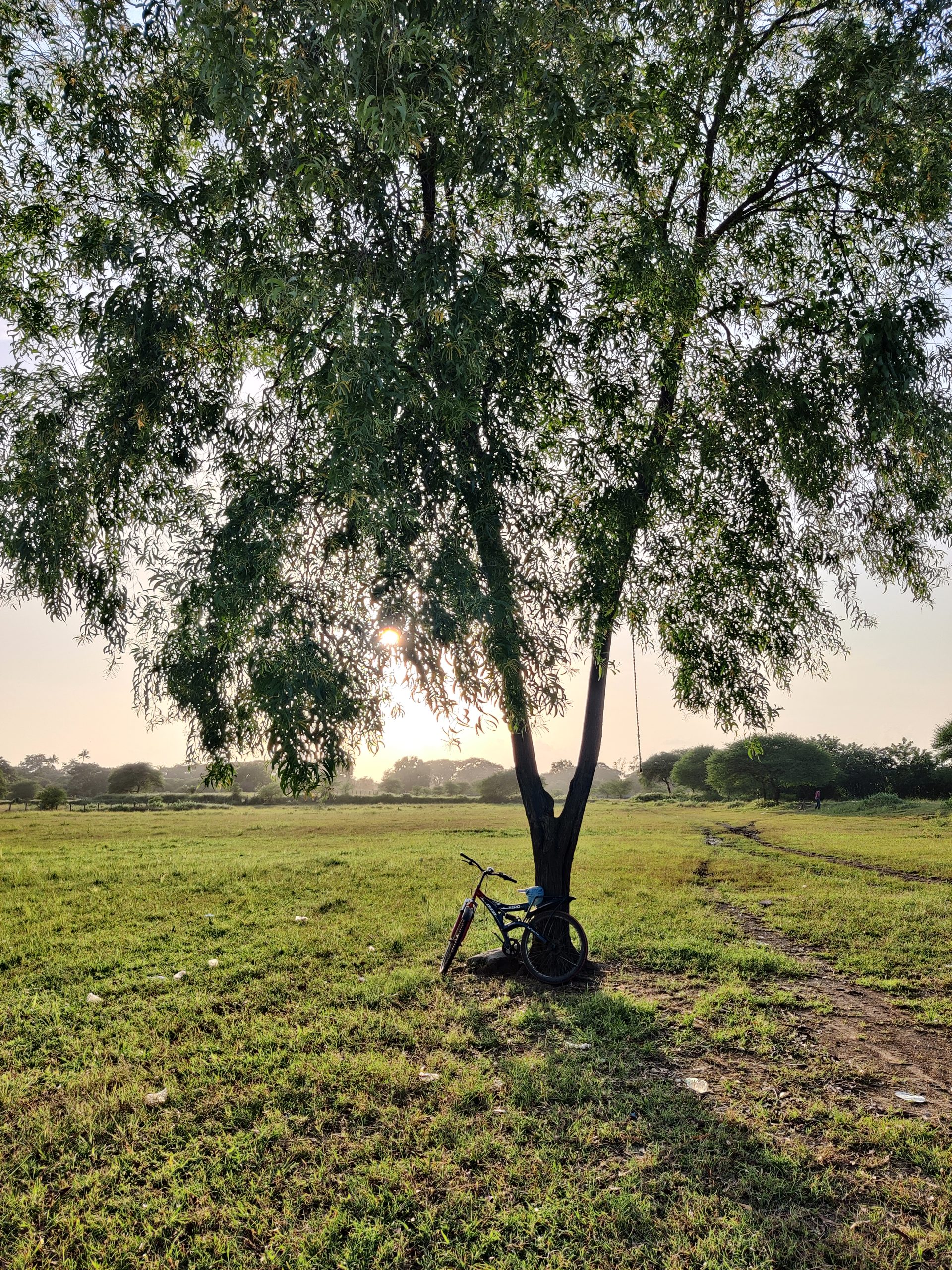 A tree in a farming land