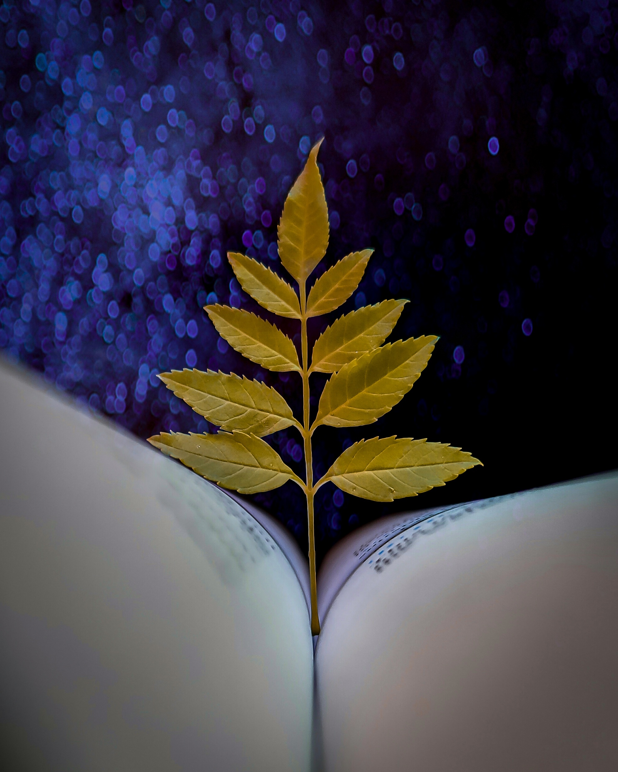 Leaves in a book