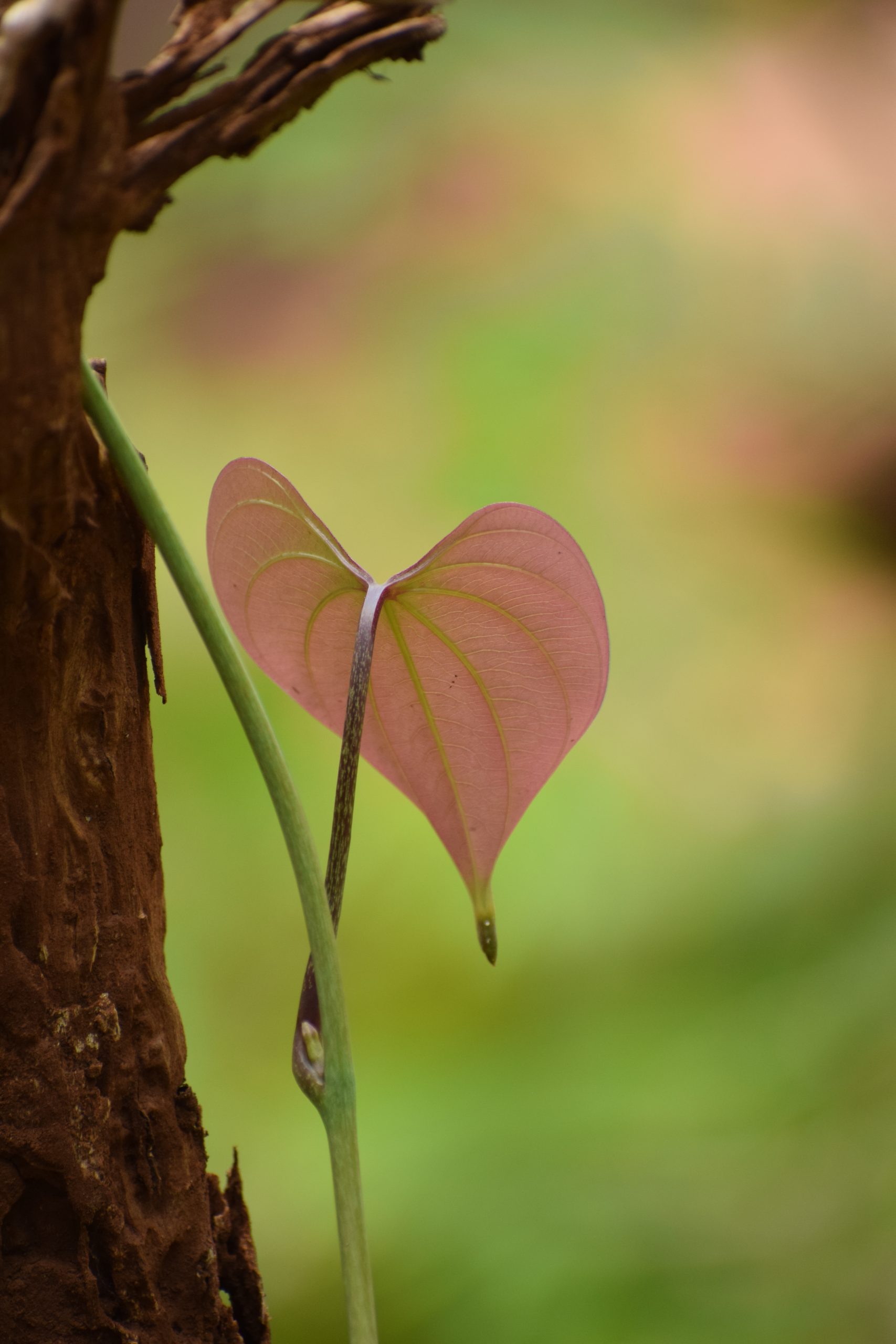 A vine plant