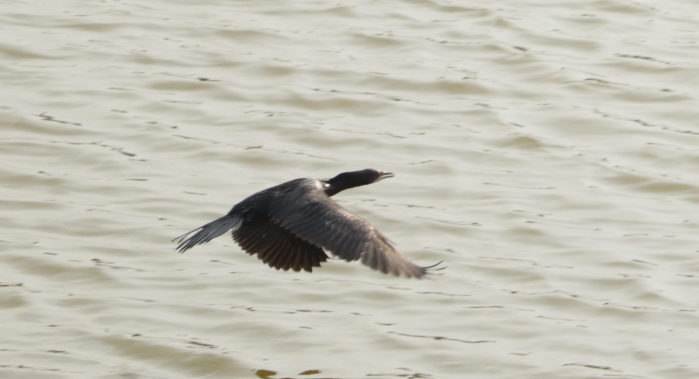 A water bird flying over a river
