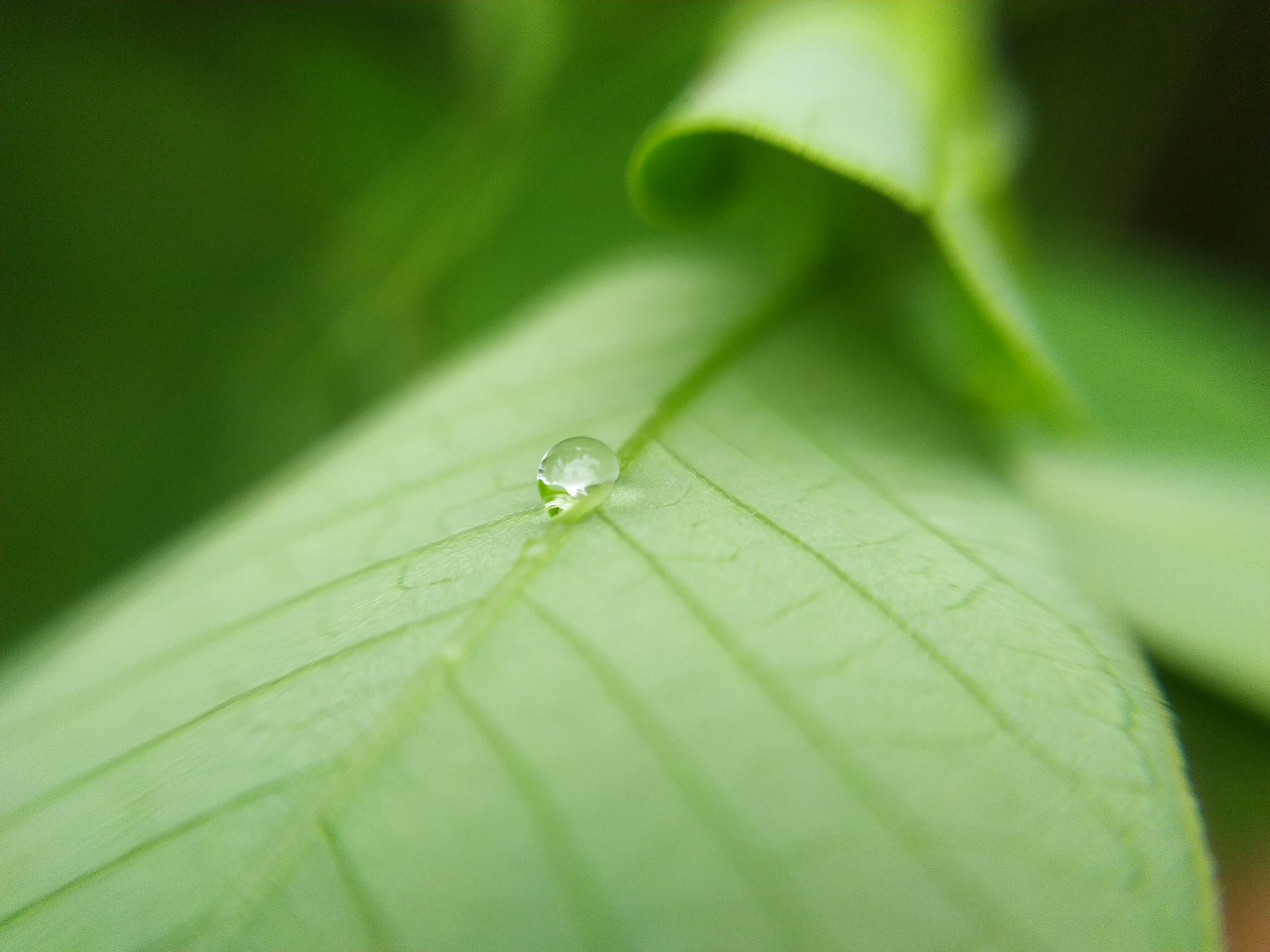 A water drop on a big leaf