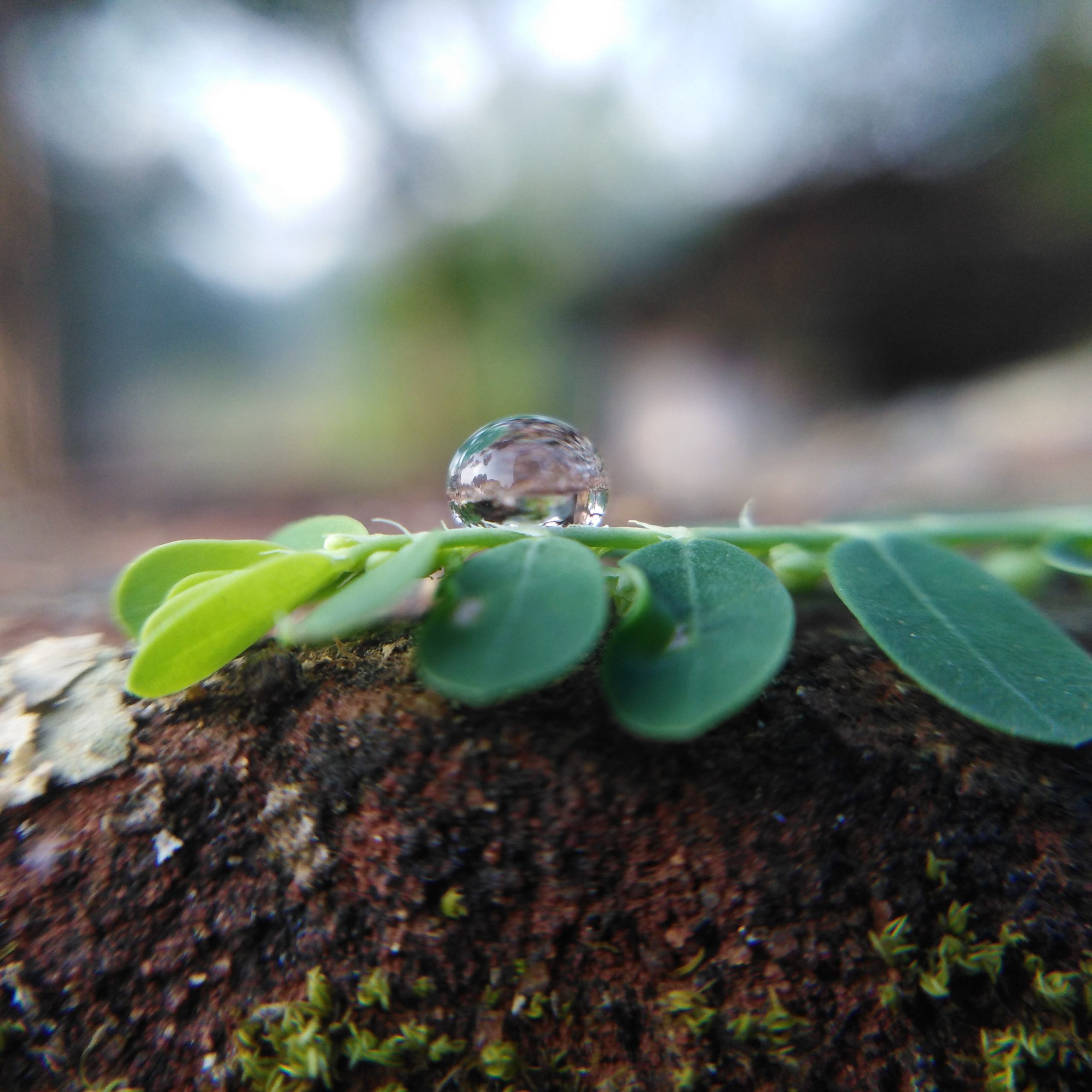A water drop on a branch
