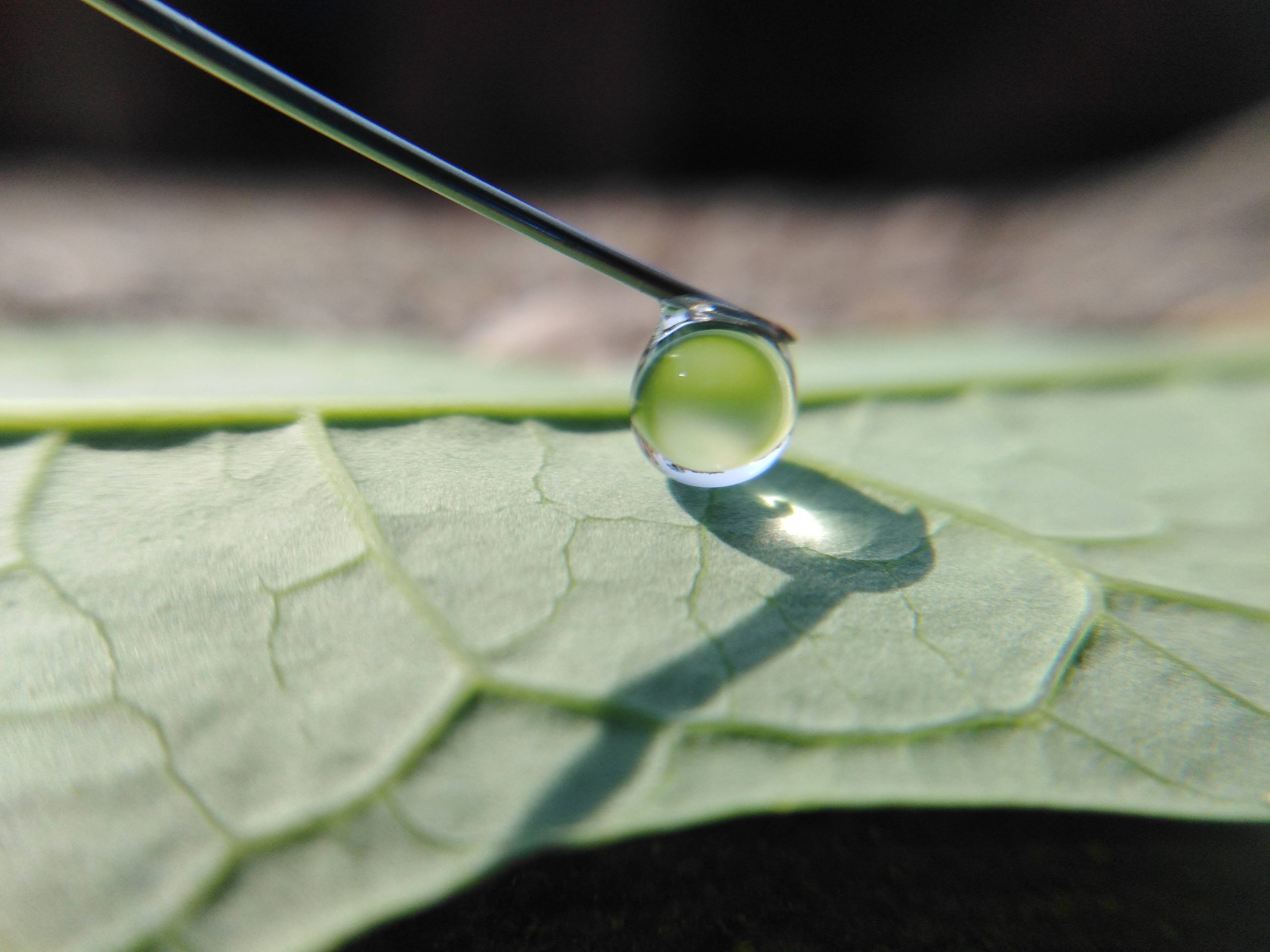 A water drop on a leaf