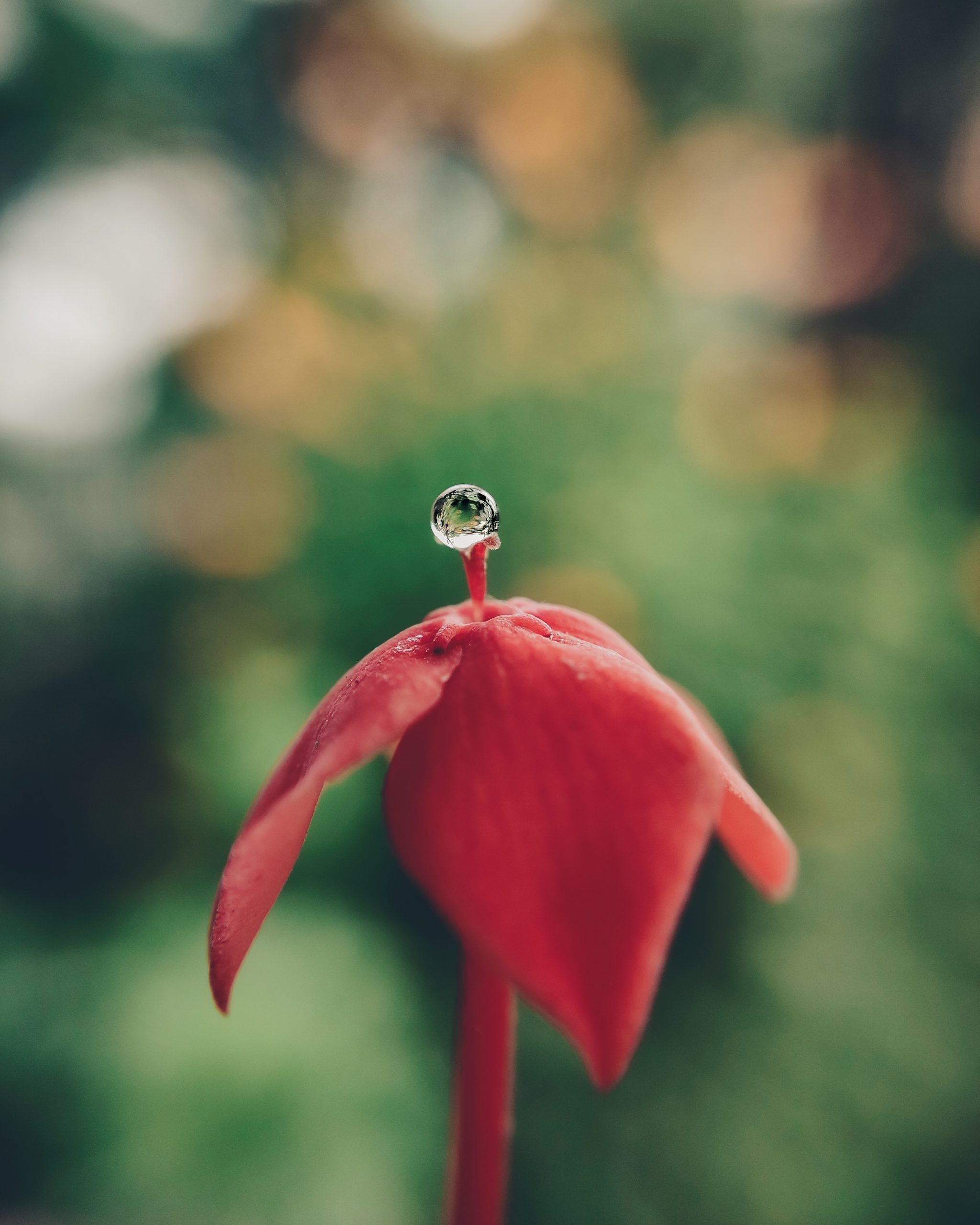 A water droplet on a flower