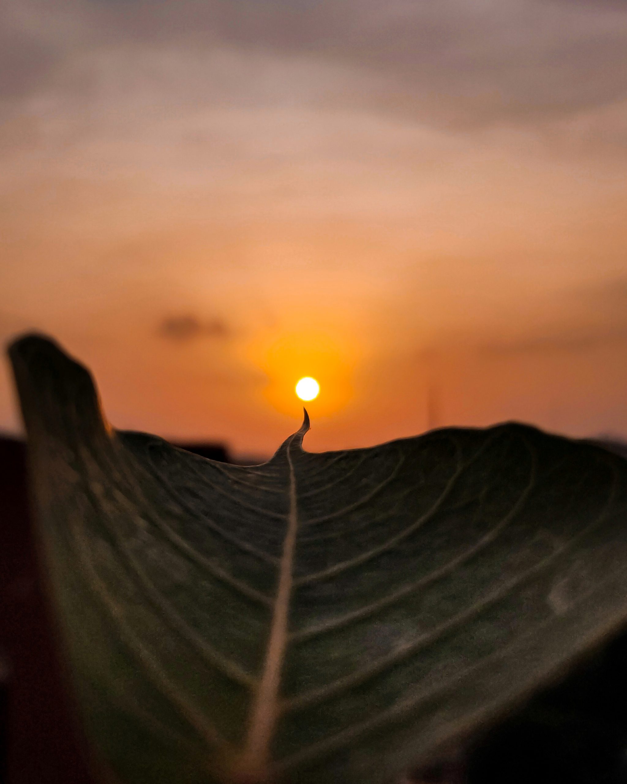 Sunset through a big leaf