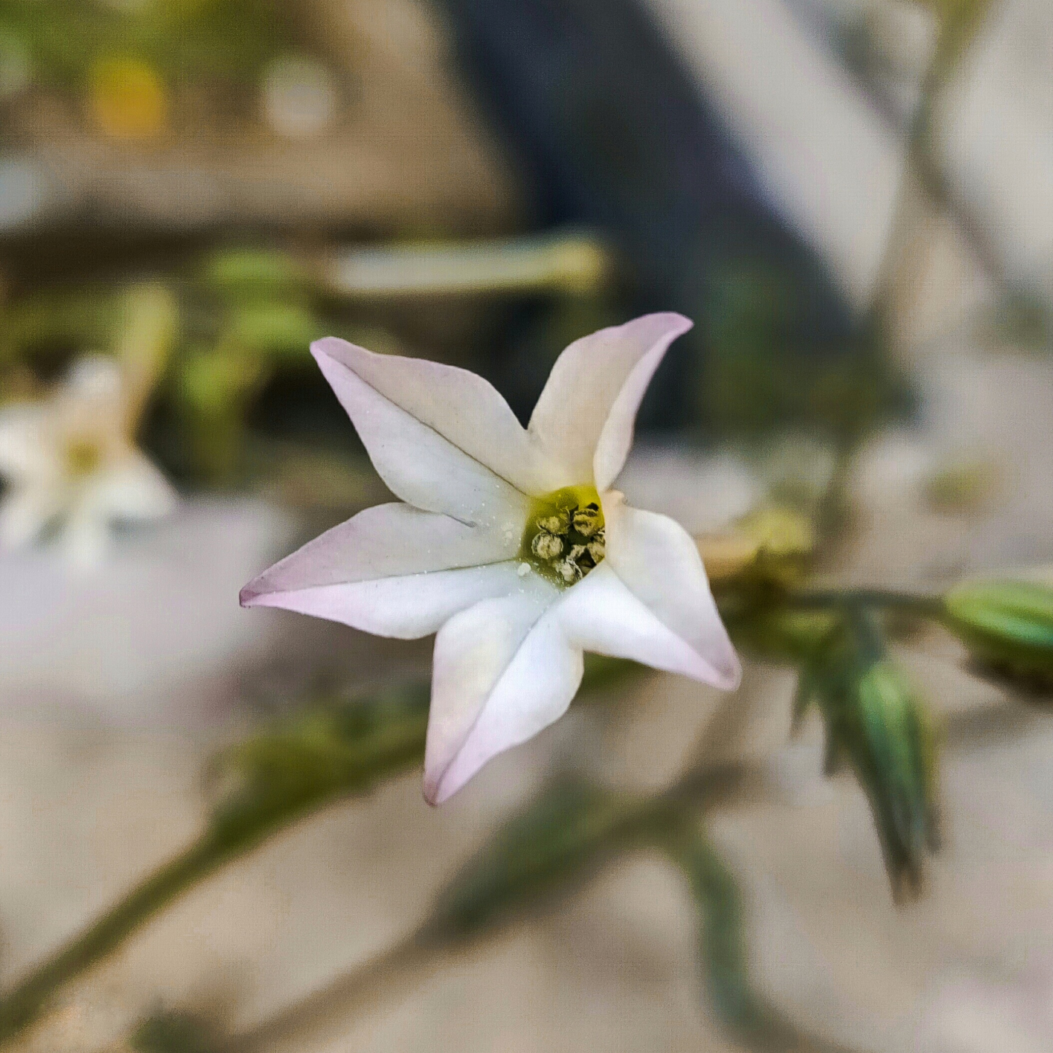 A white flower