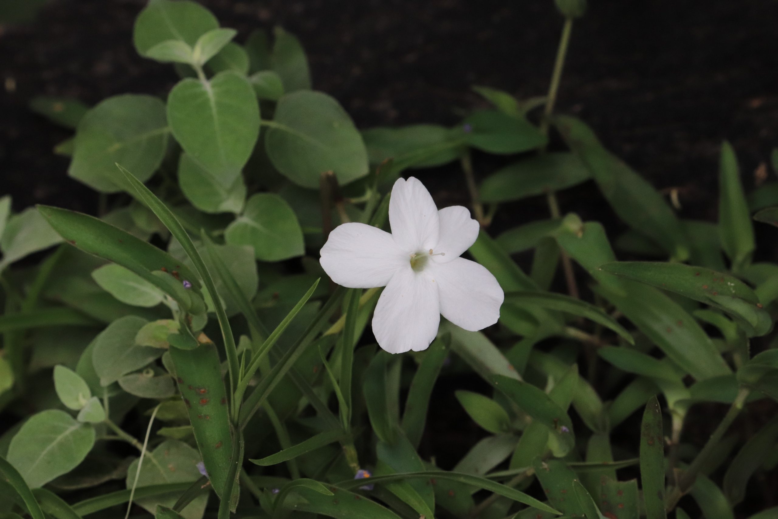 A white flower in a park