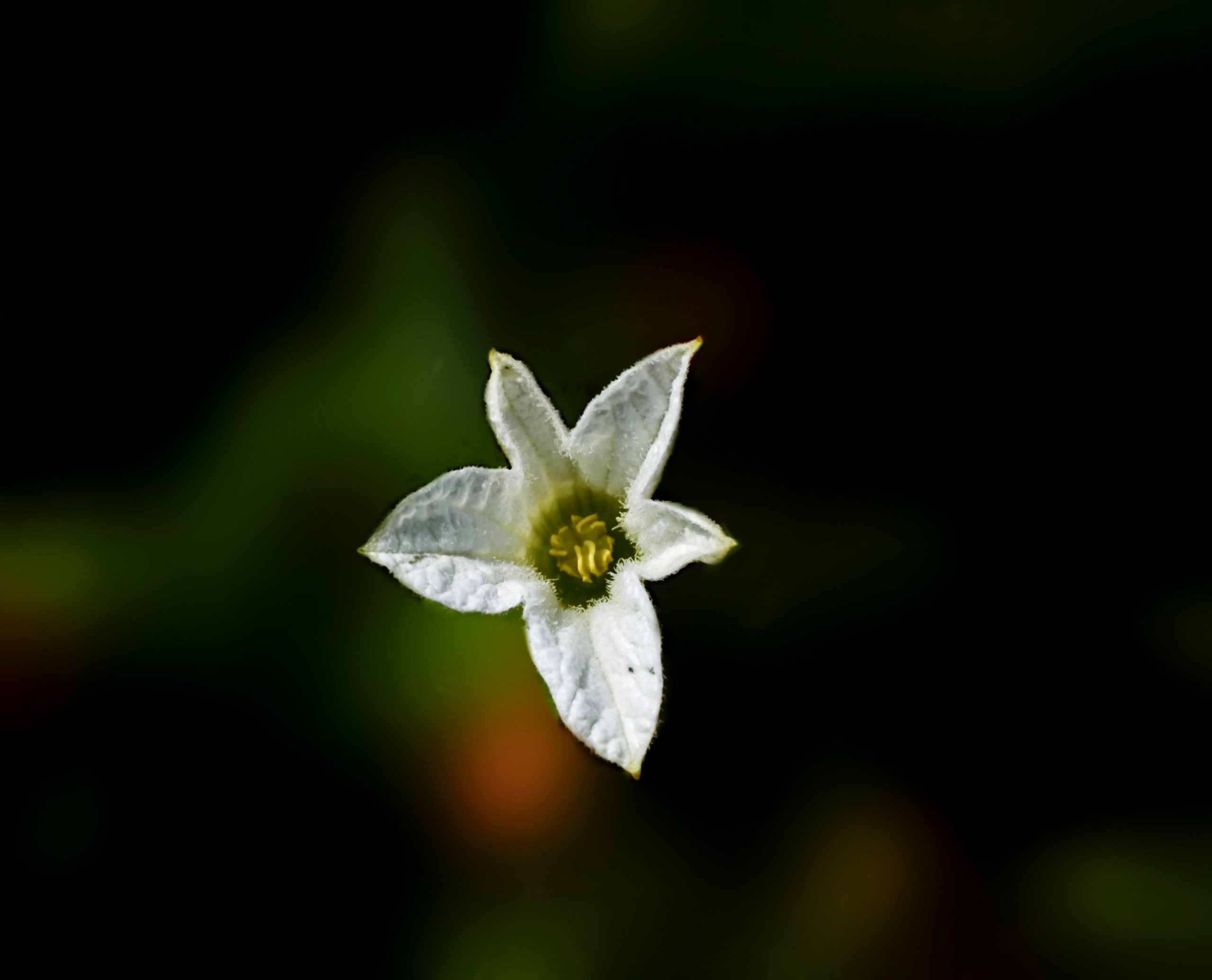 A white little flower