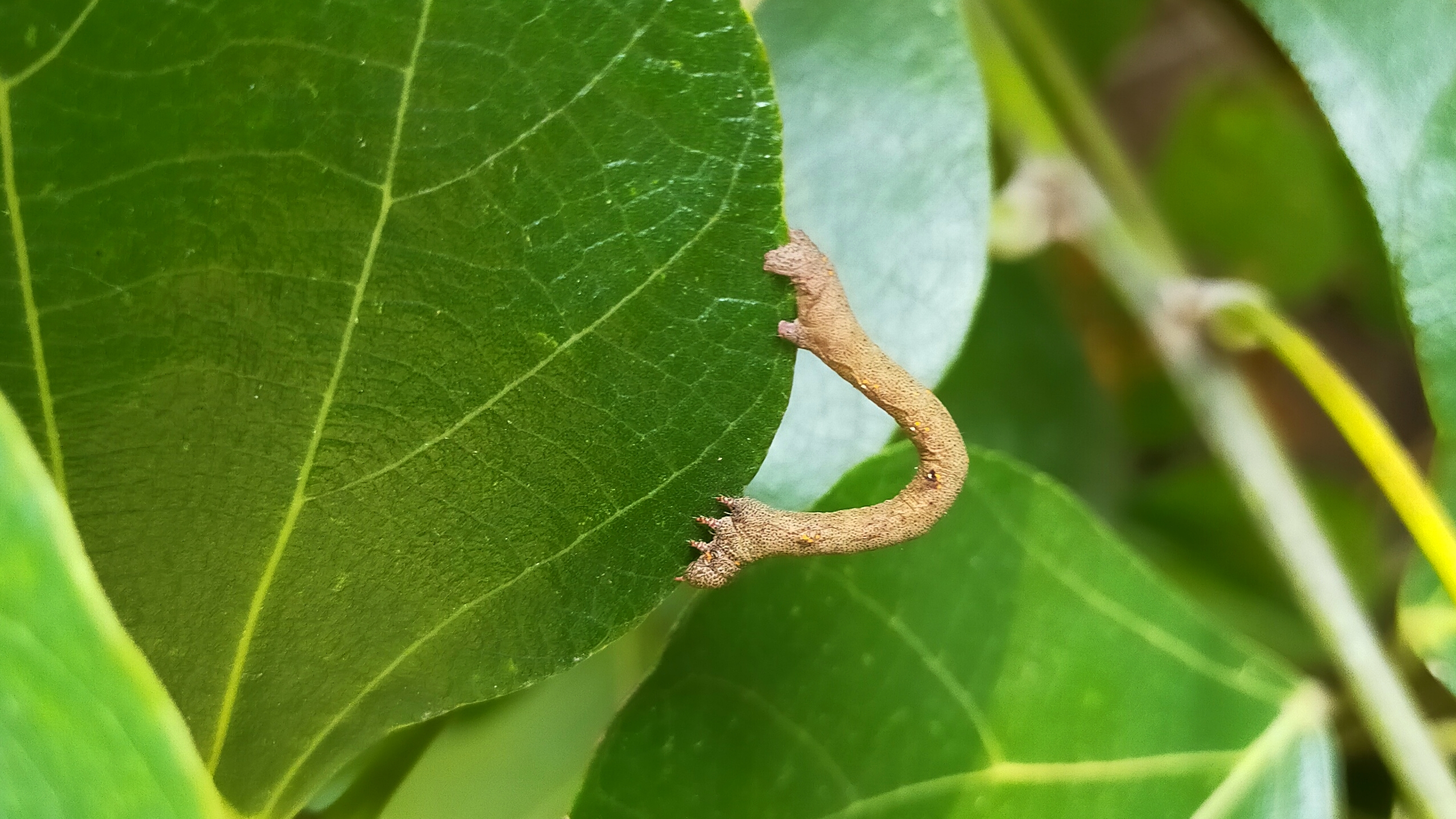 A worm on a leaf