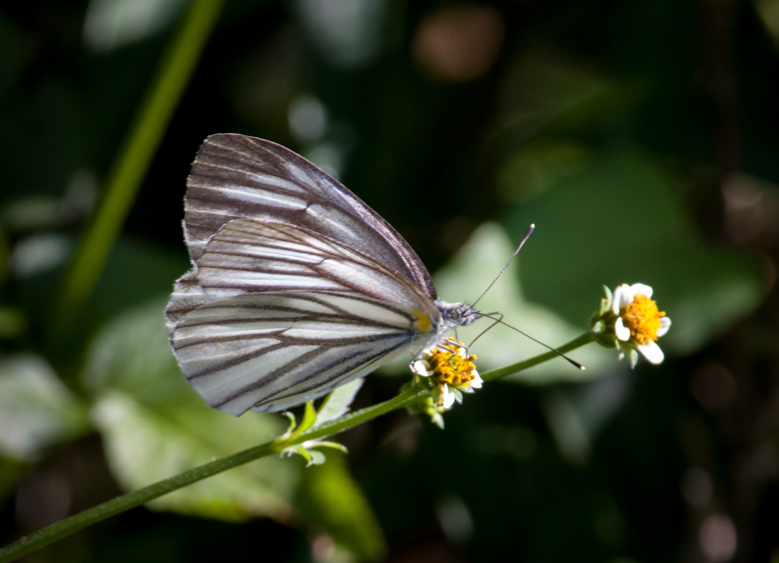 A zebra butterfly on a flower