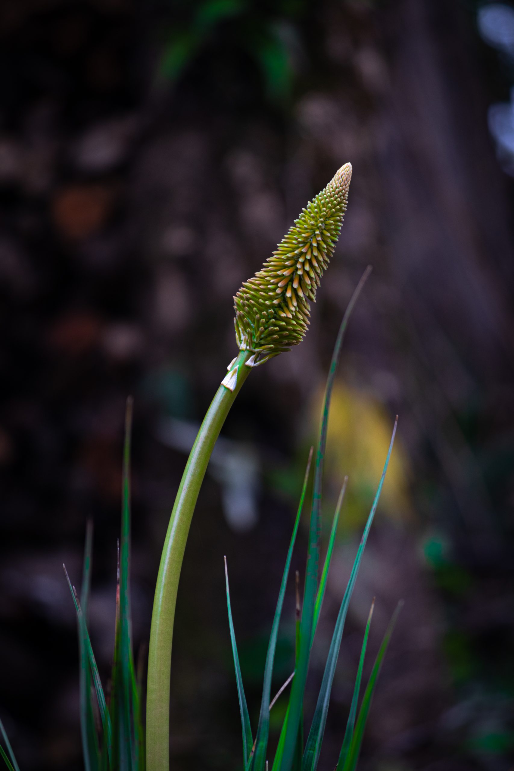 close-up of wildflower