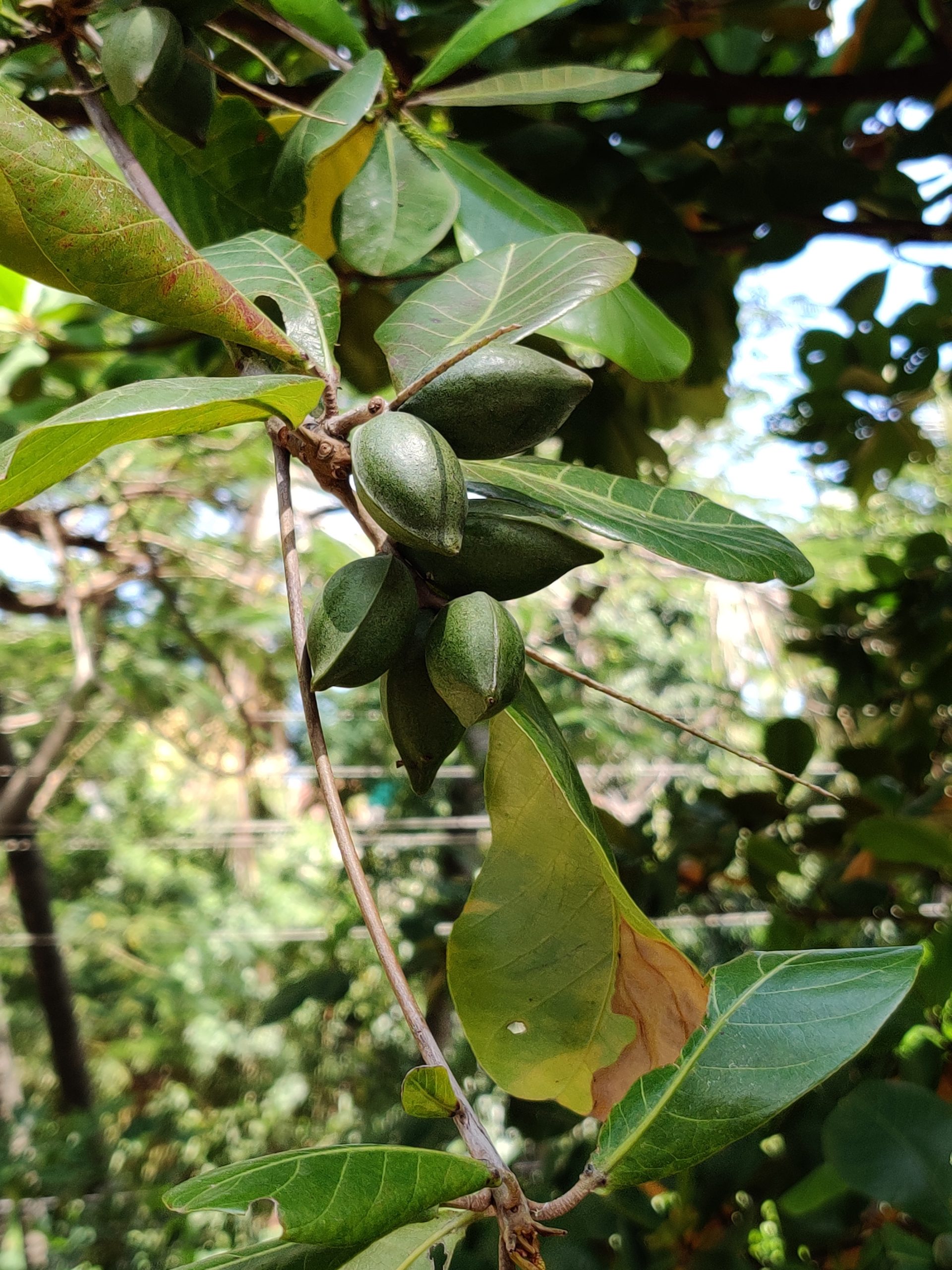 Almonds on a tree