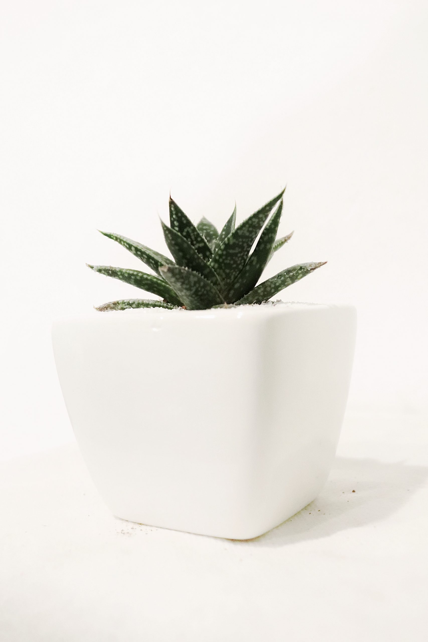 Aloe vera plant in a pot