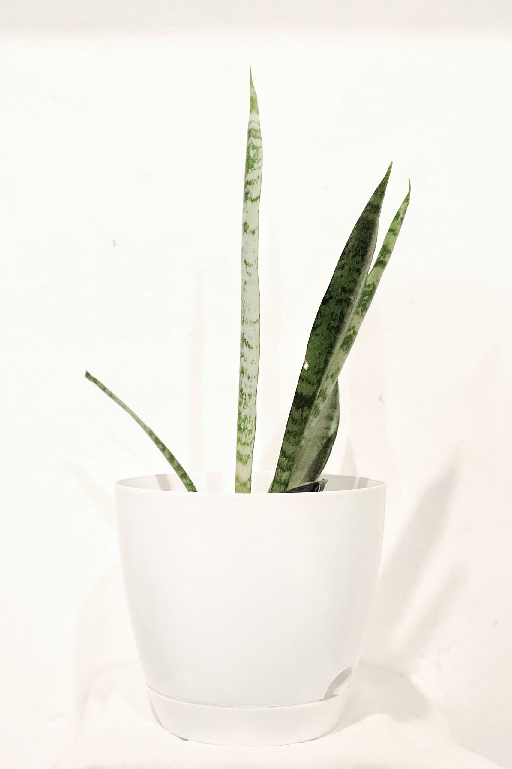 Aloe vera plant in a pot