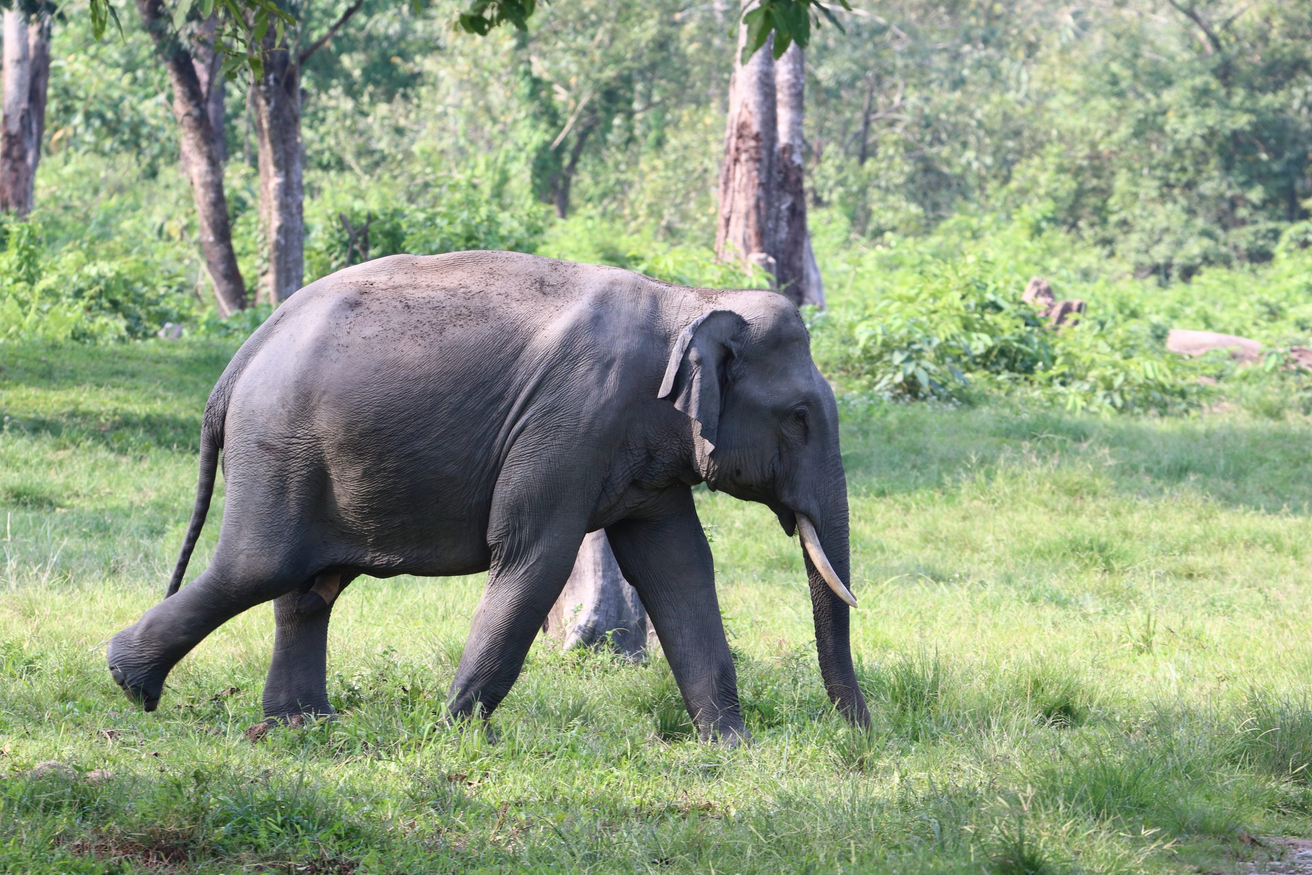 An Asiatic elephant