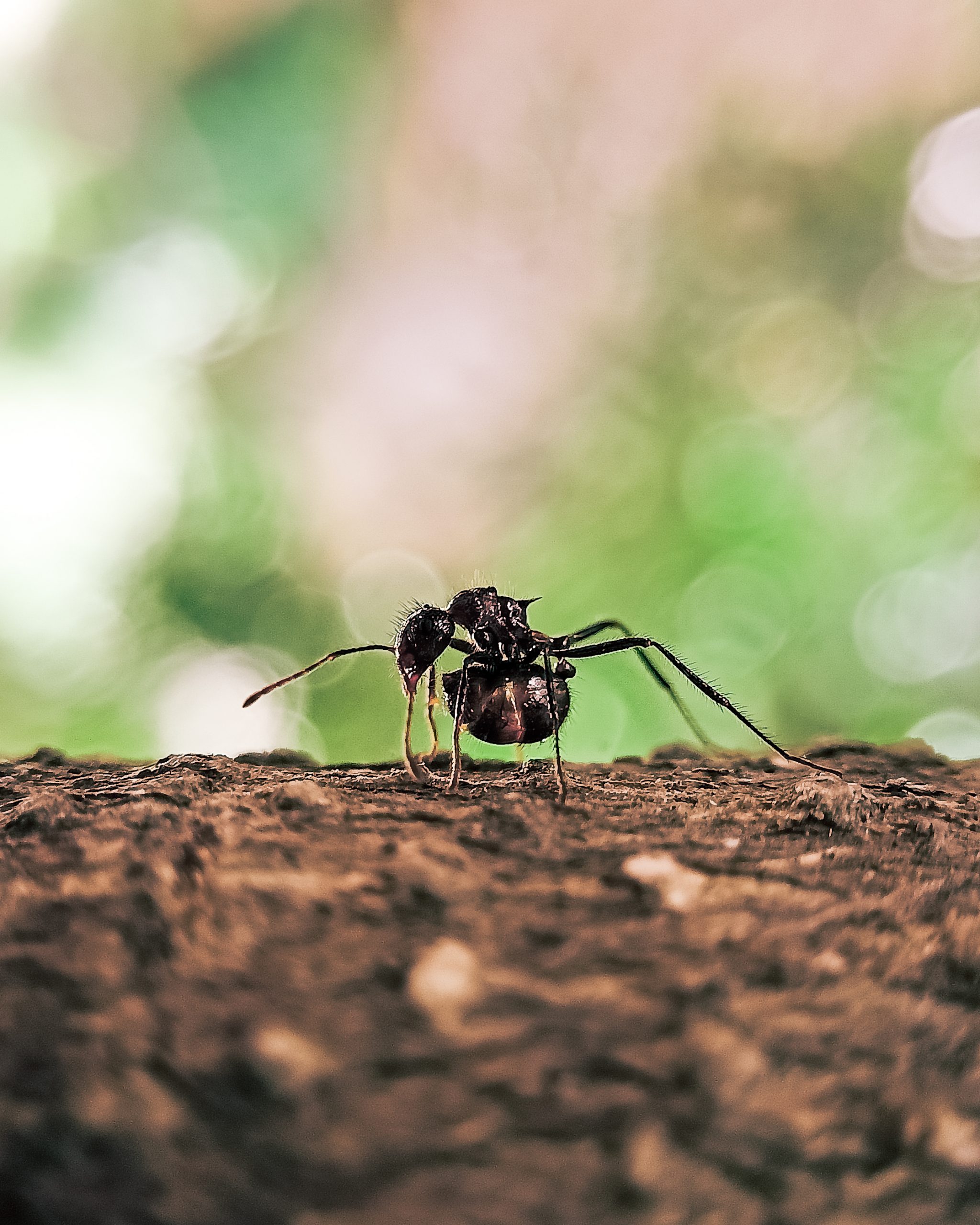 An ant on soil