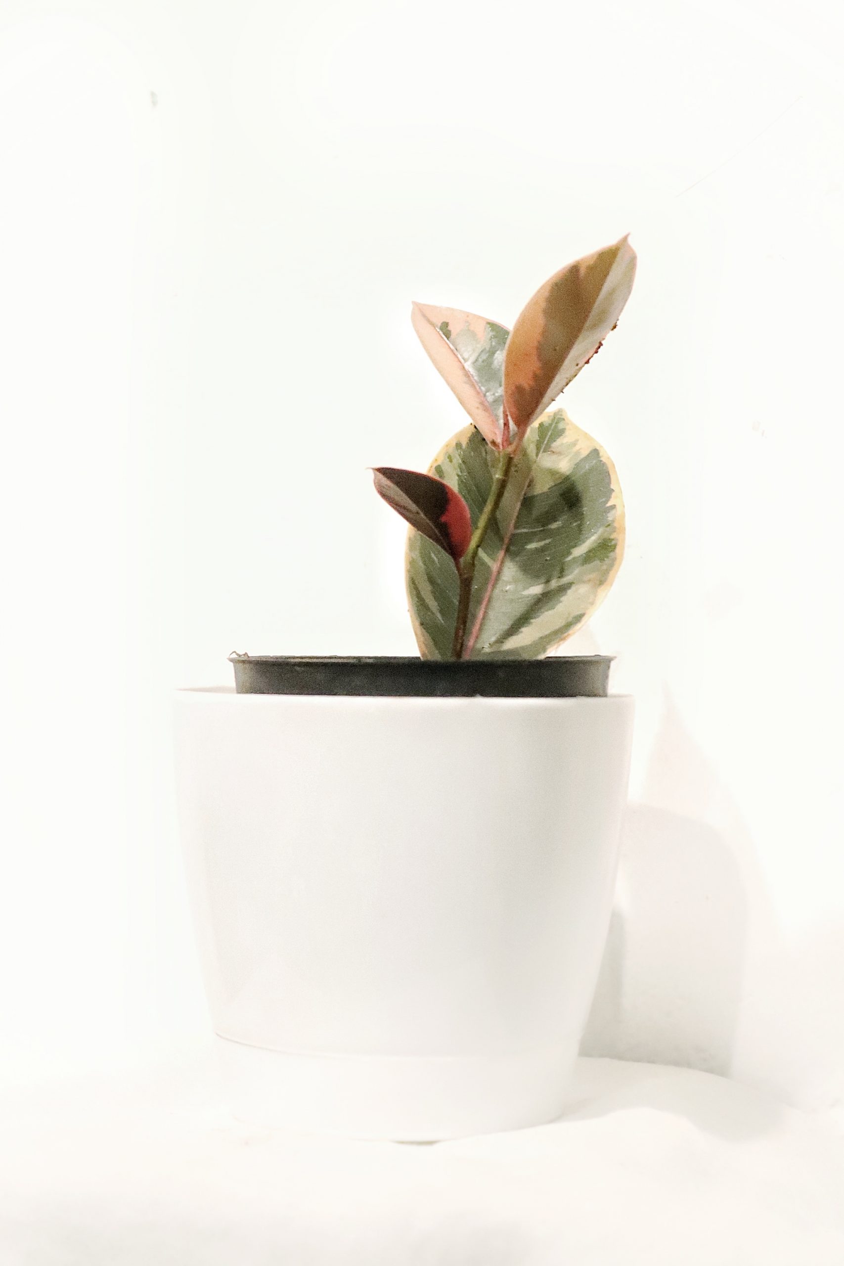 An indoor plant in a pot