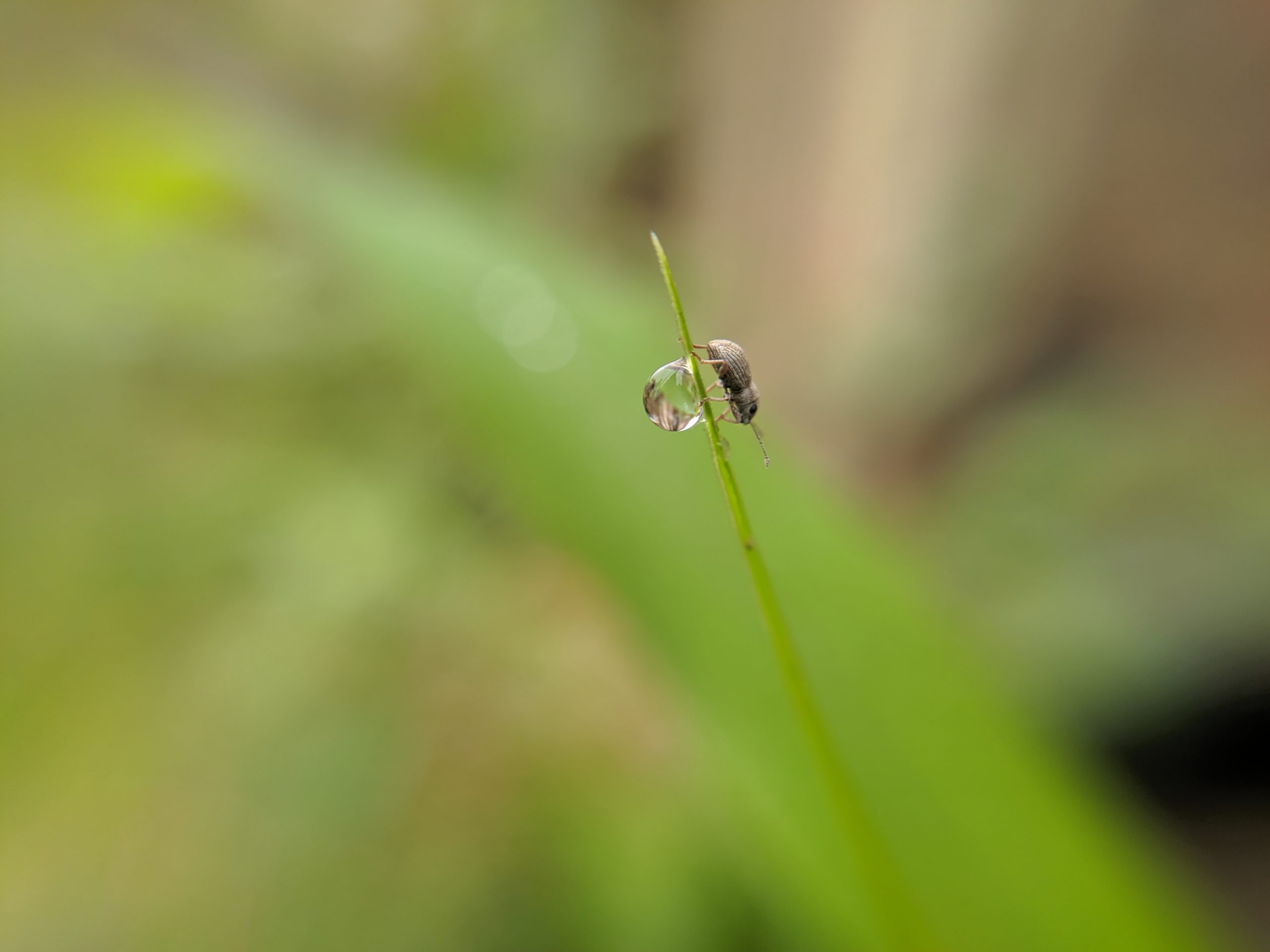 An insect and drop on a straw