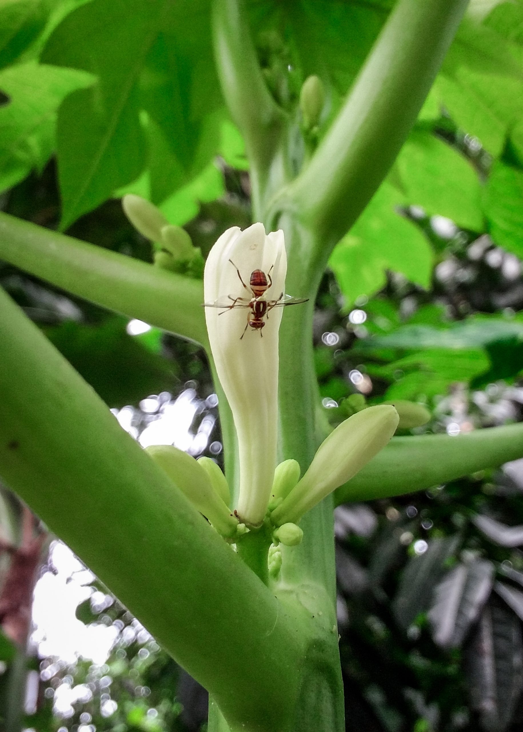 An insect on a flower bud