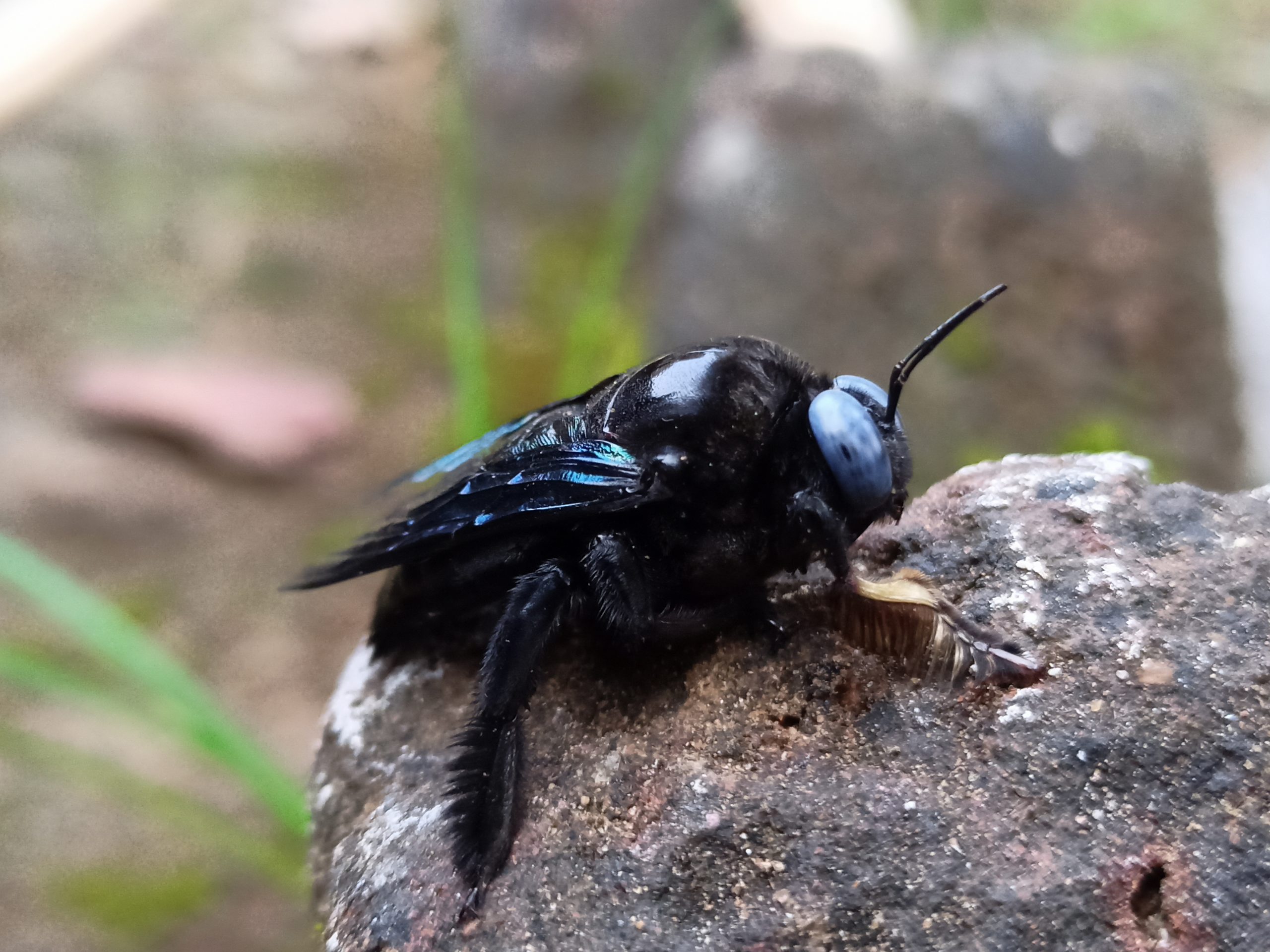 An insect on a rock
