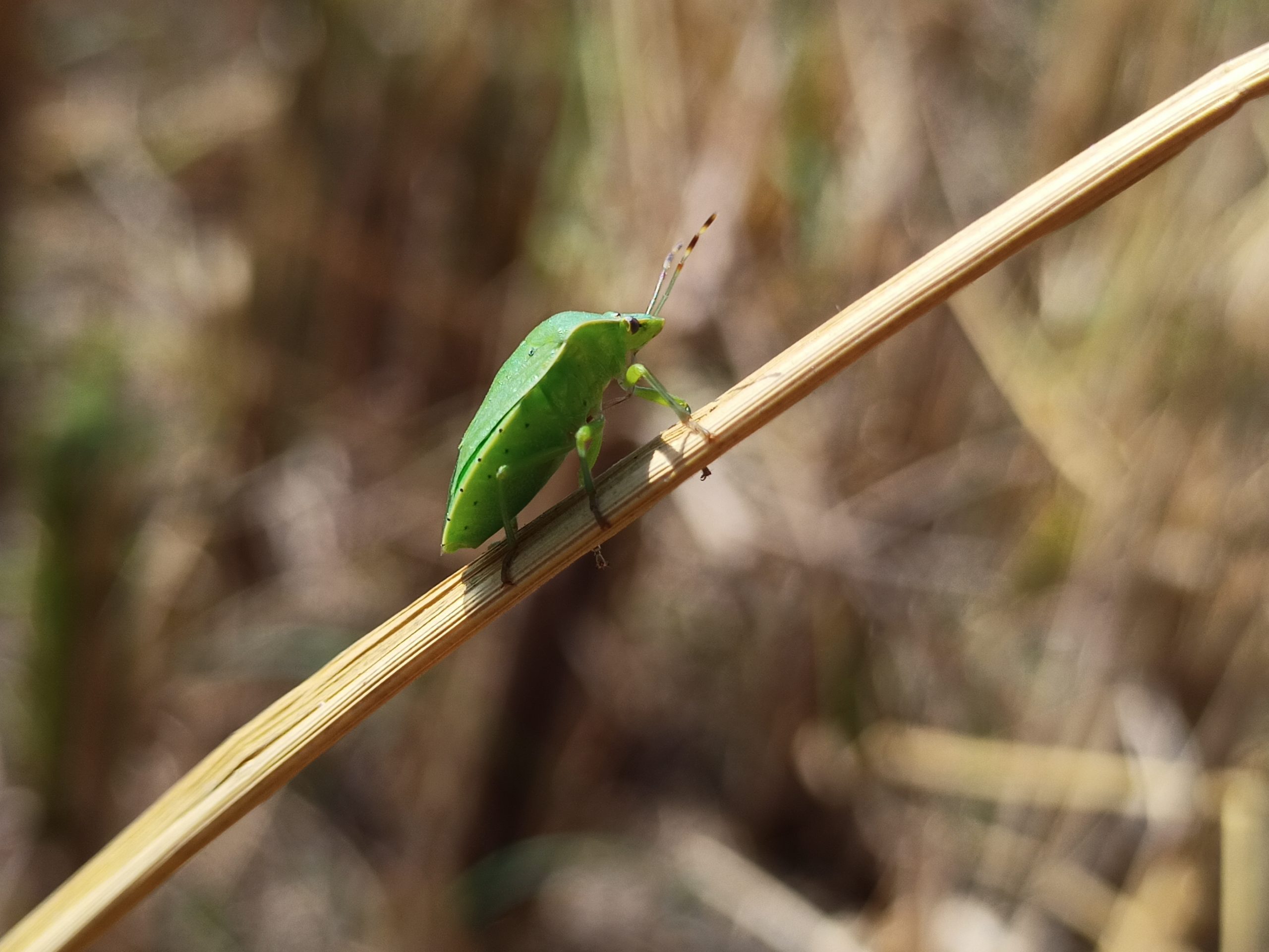 An insect on a twig