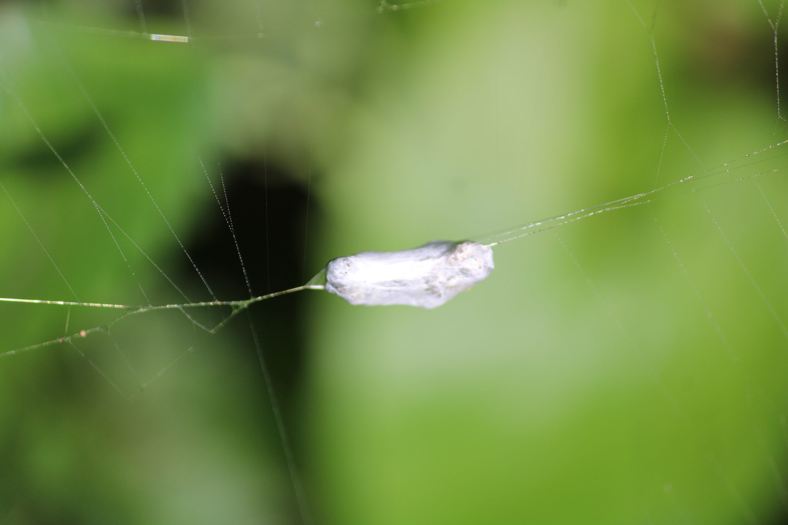 An insect wrapped in spider web