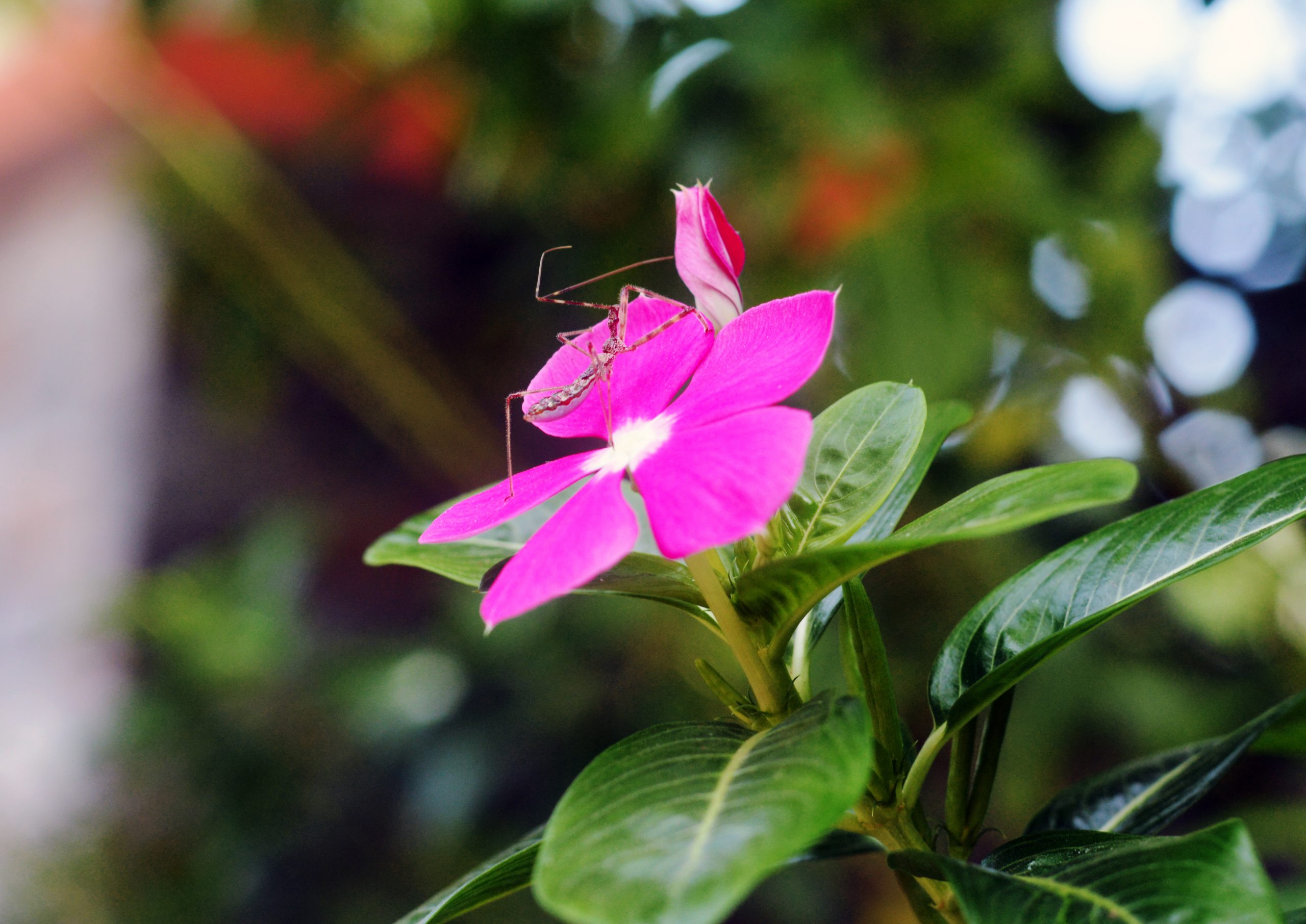 An insects on a flower