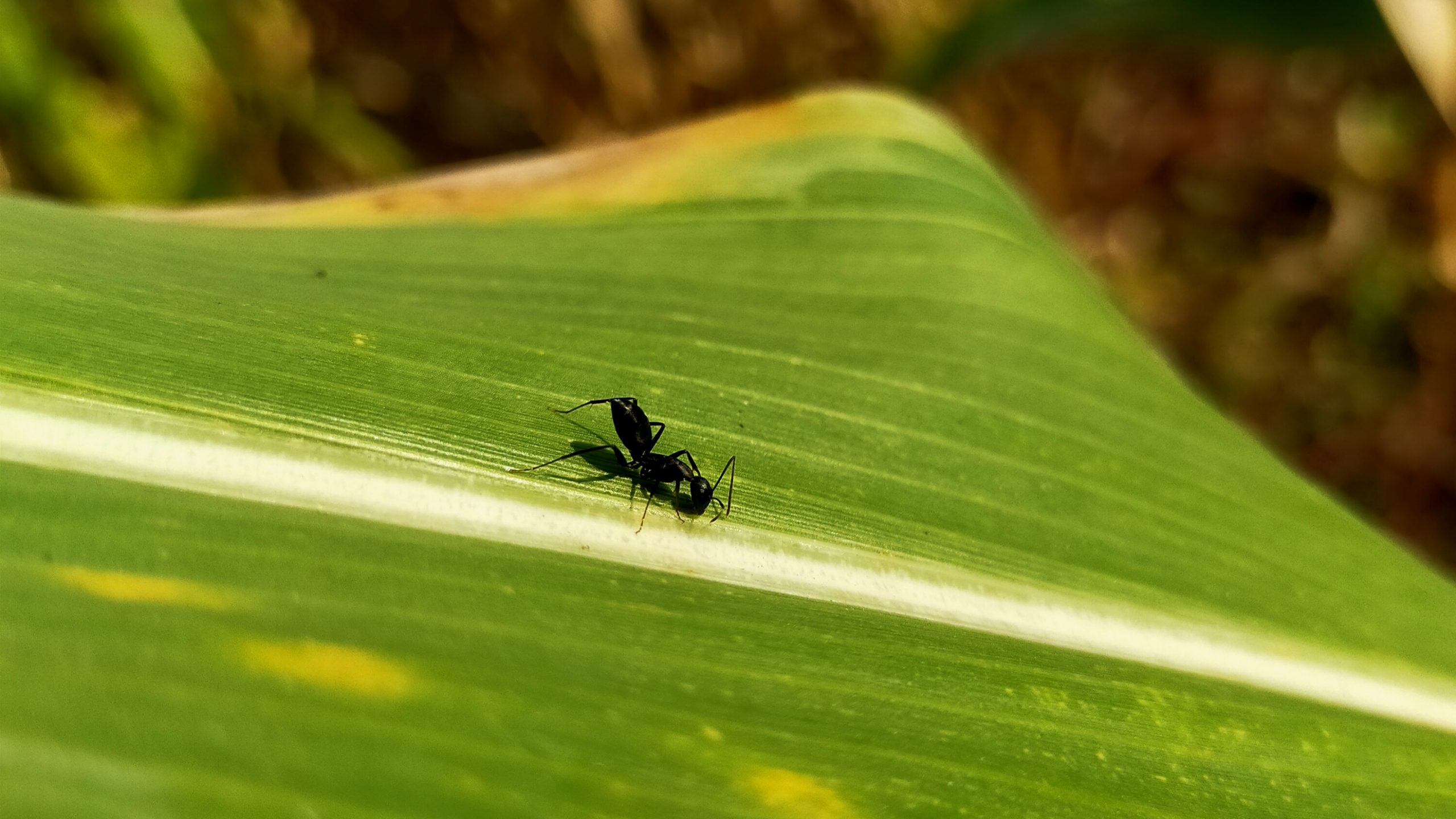 Ant on leaf