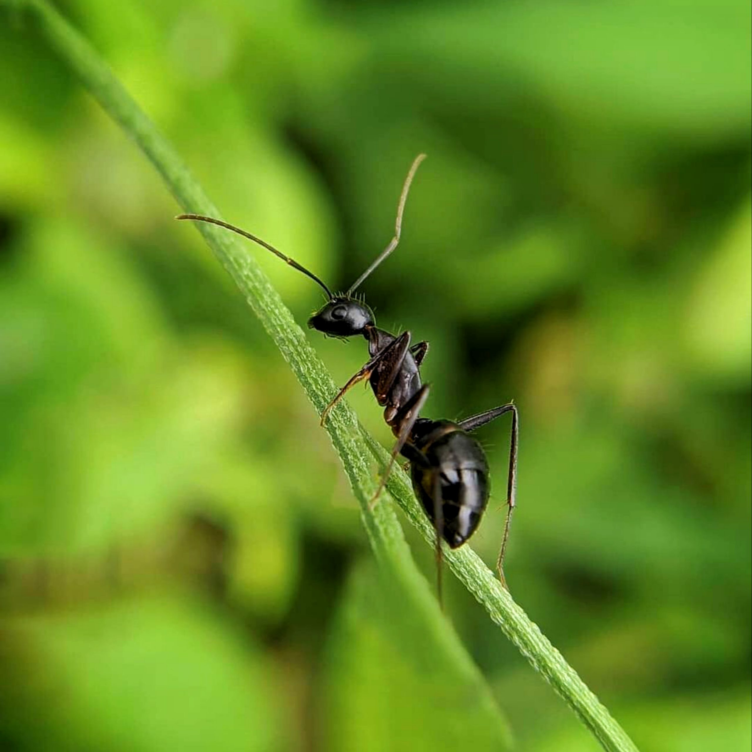 ant on a stem