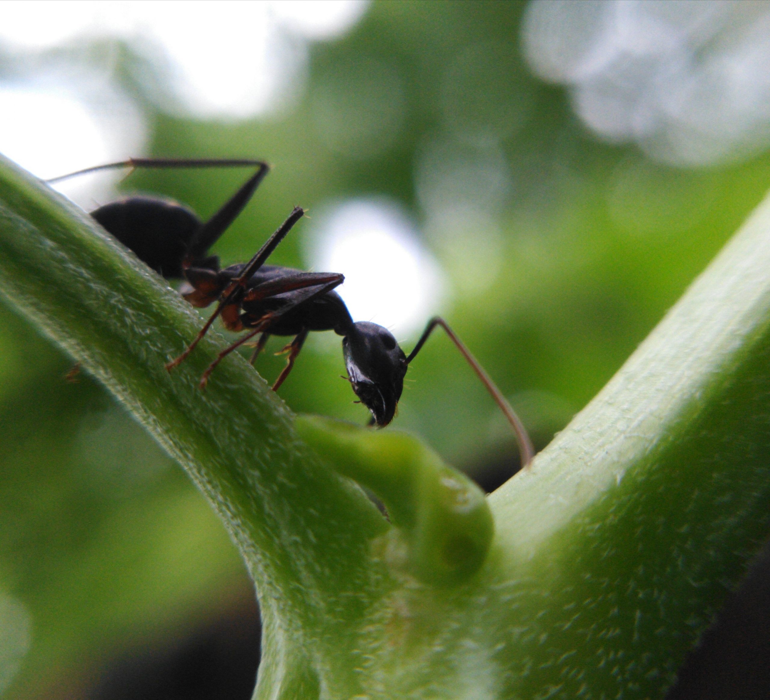 ant on a plant stem