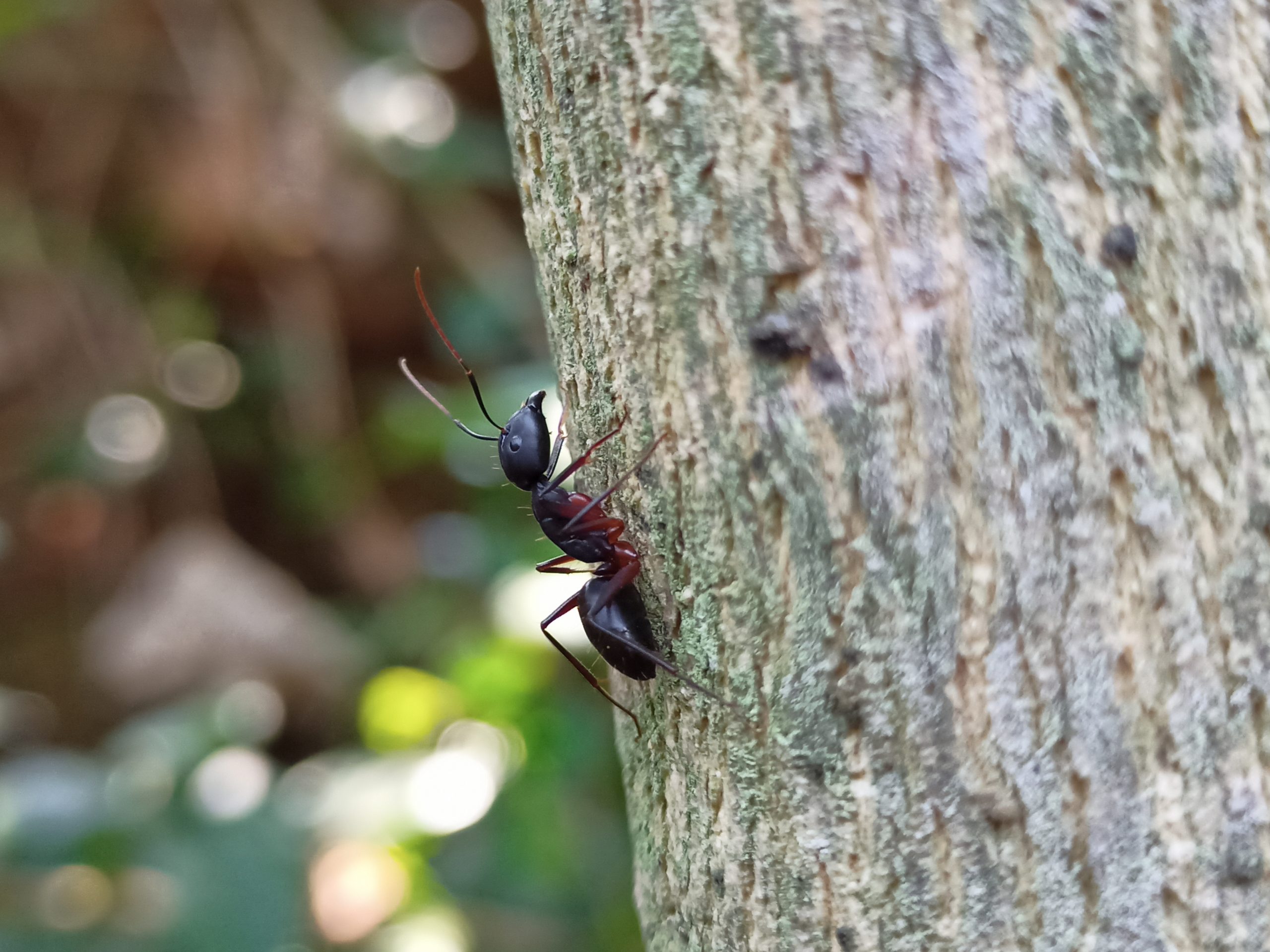 Ant on tree