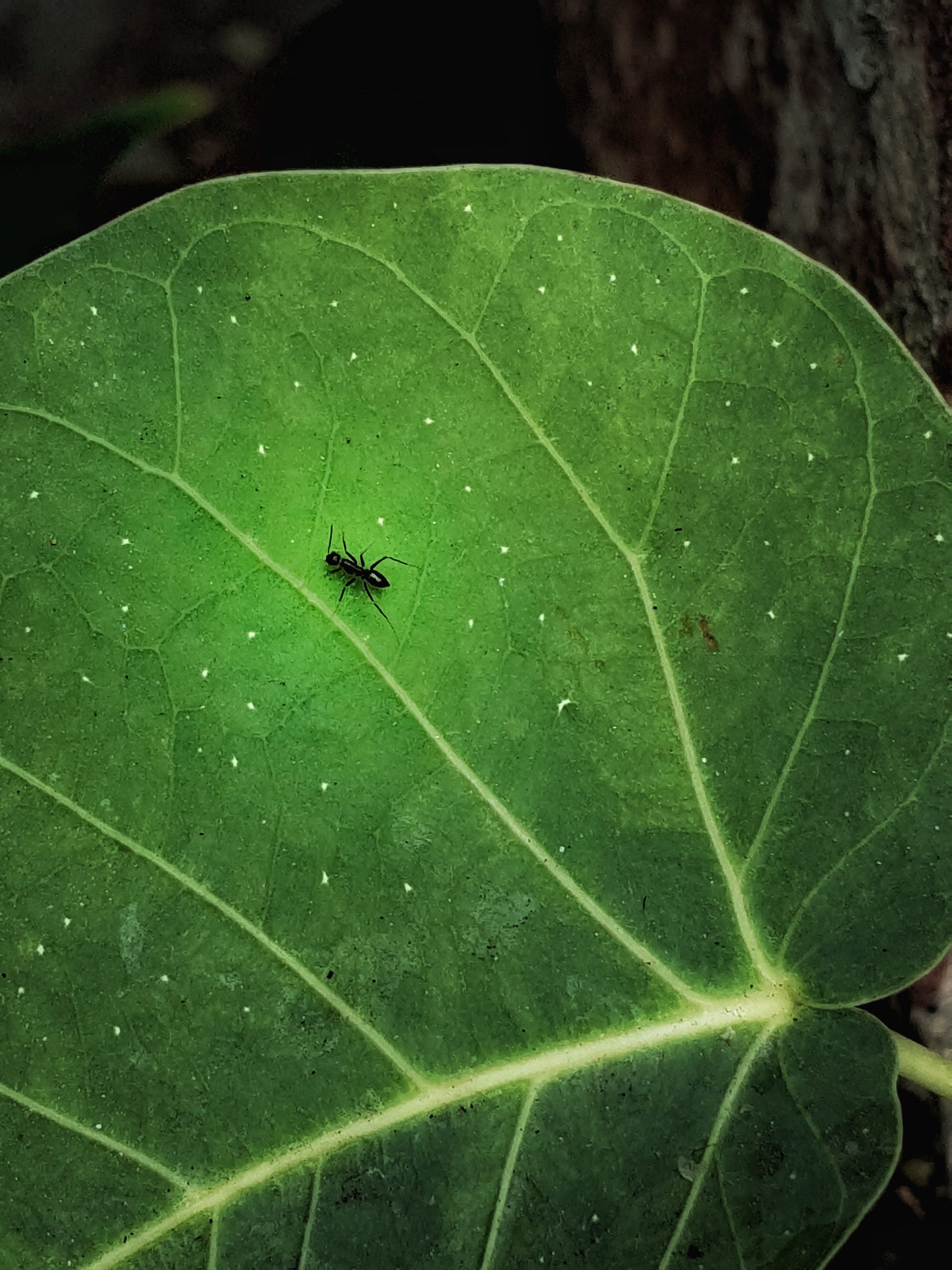 Ant on the leaf
