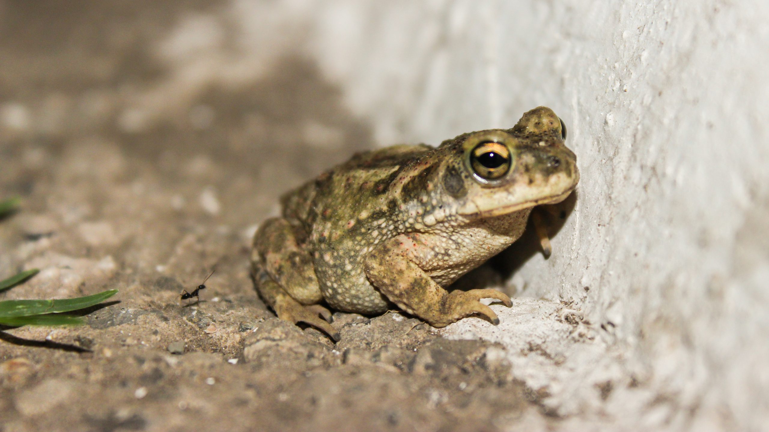 A frog near a wall