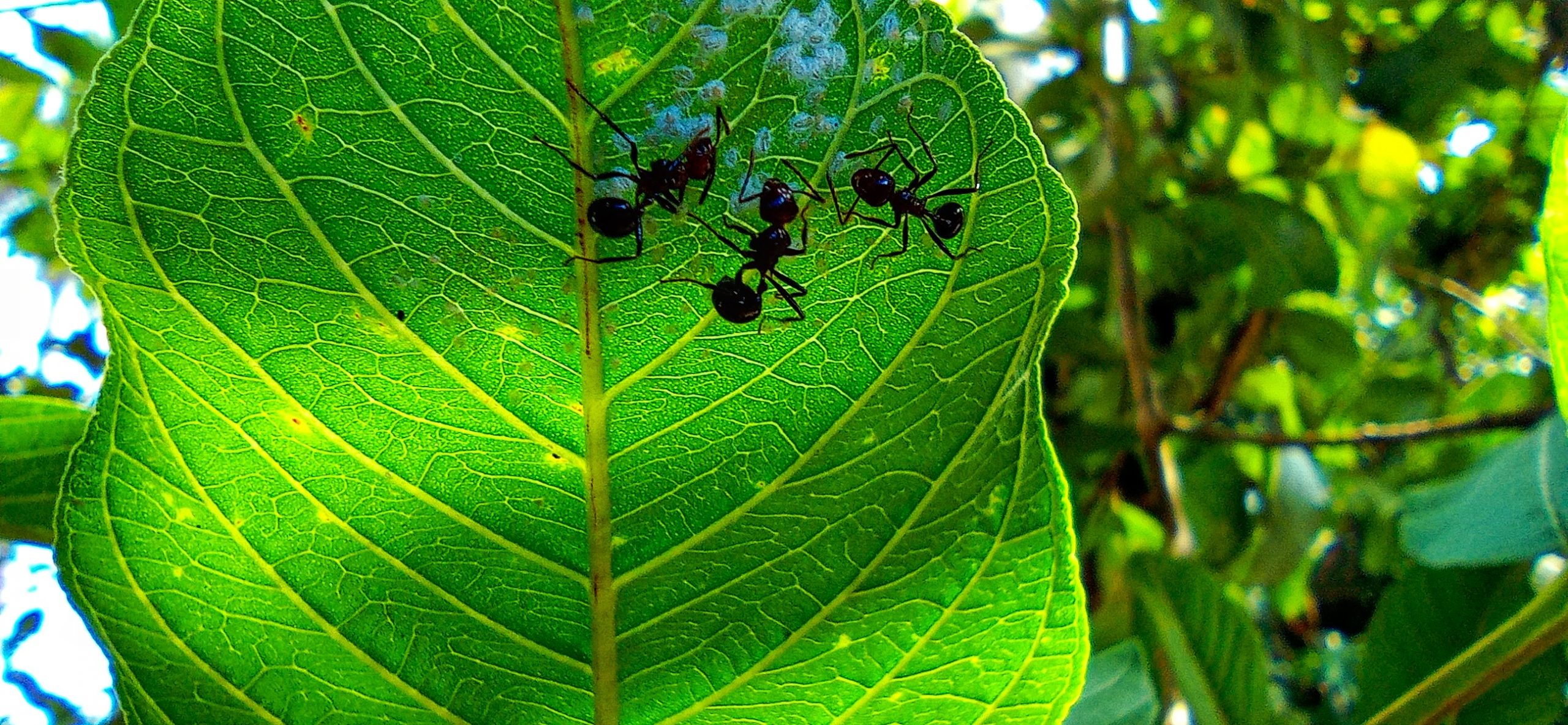 Ants on leaf
