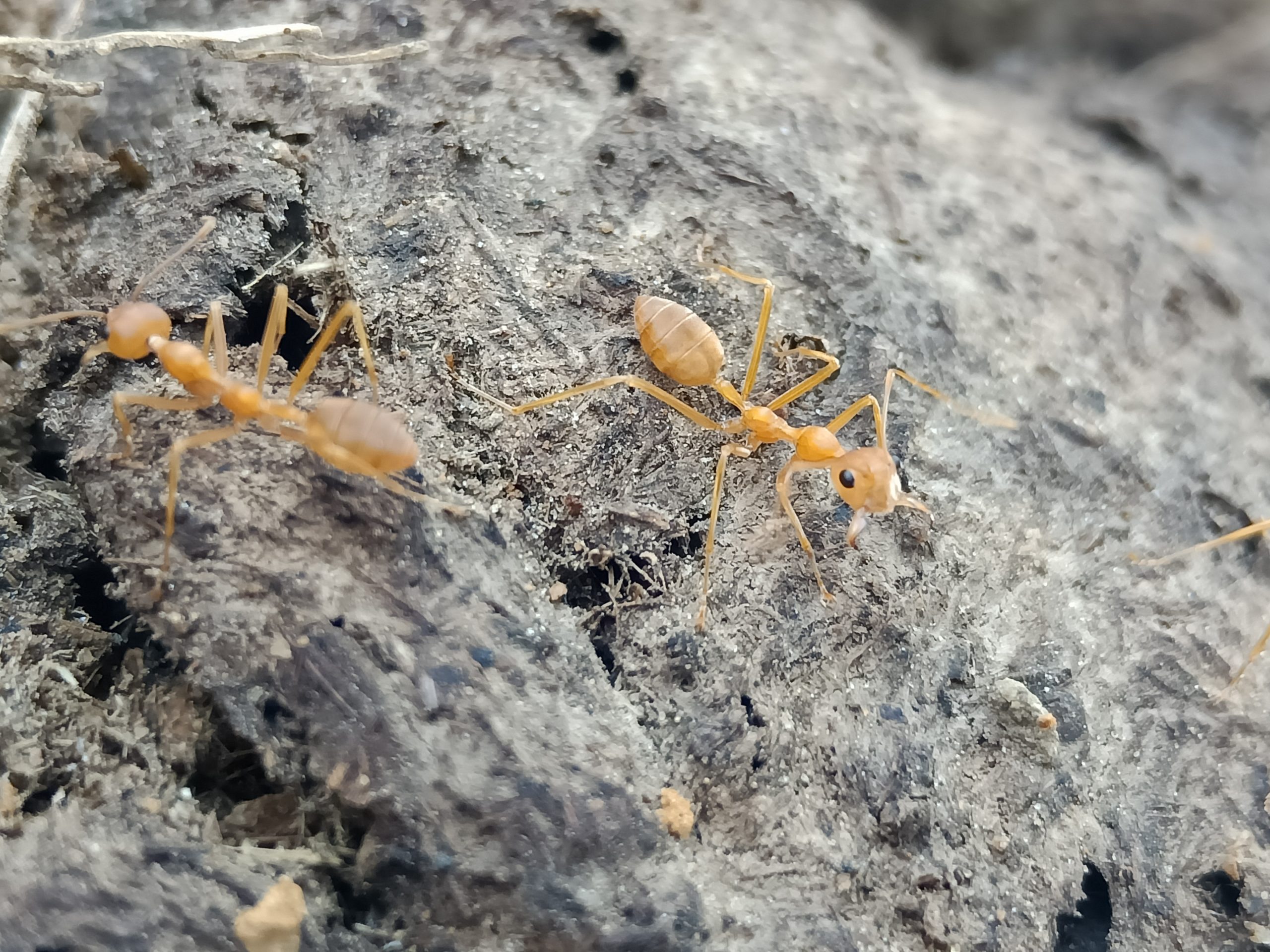 Ants at a rock