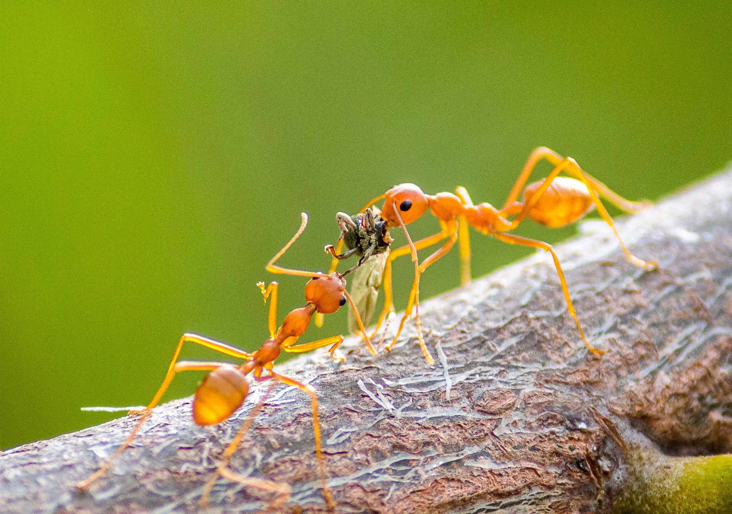 Ants fight for prey