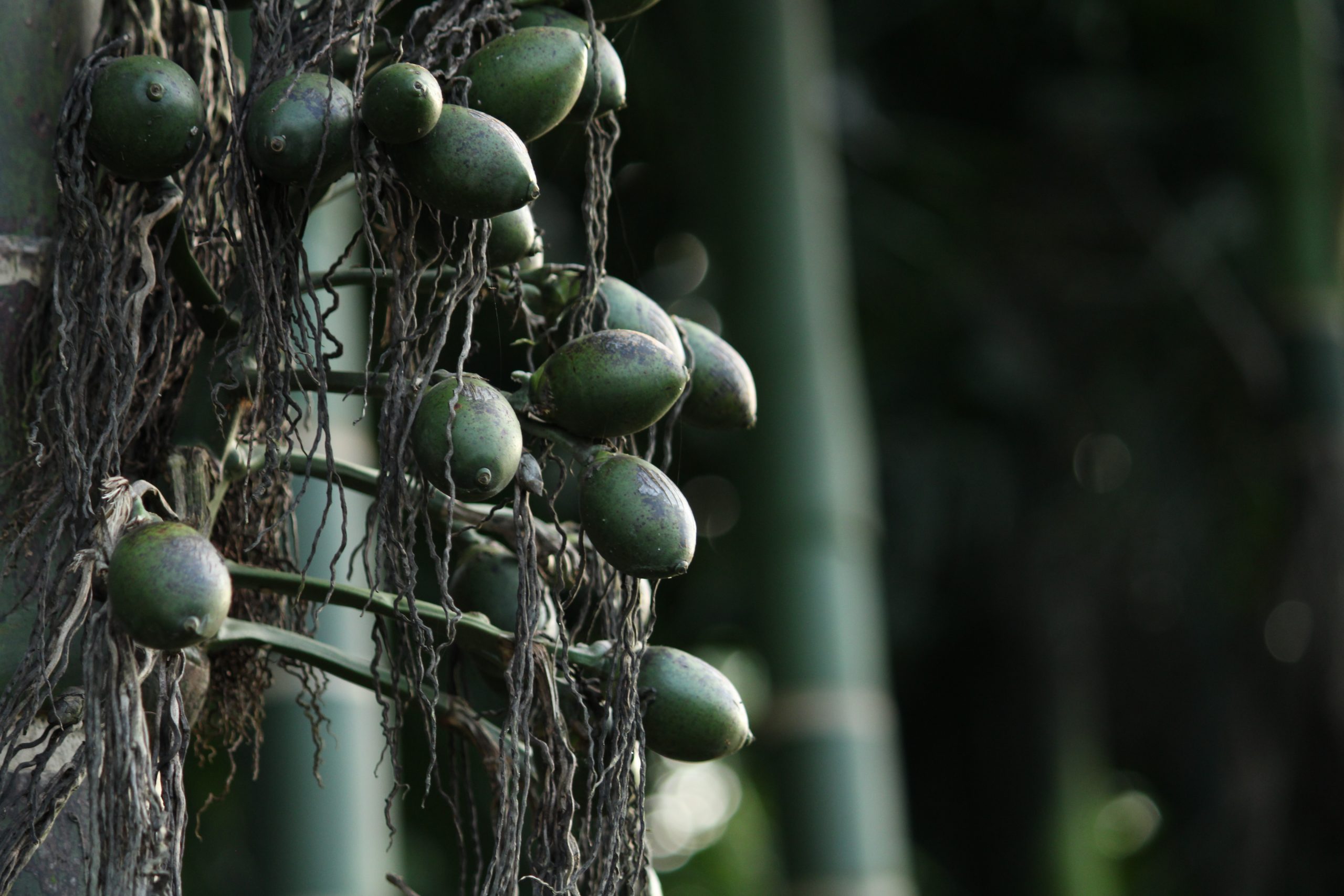 Areca nut tree