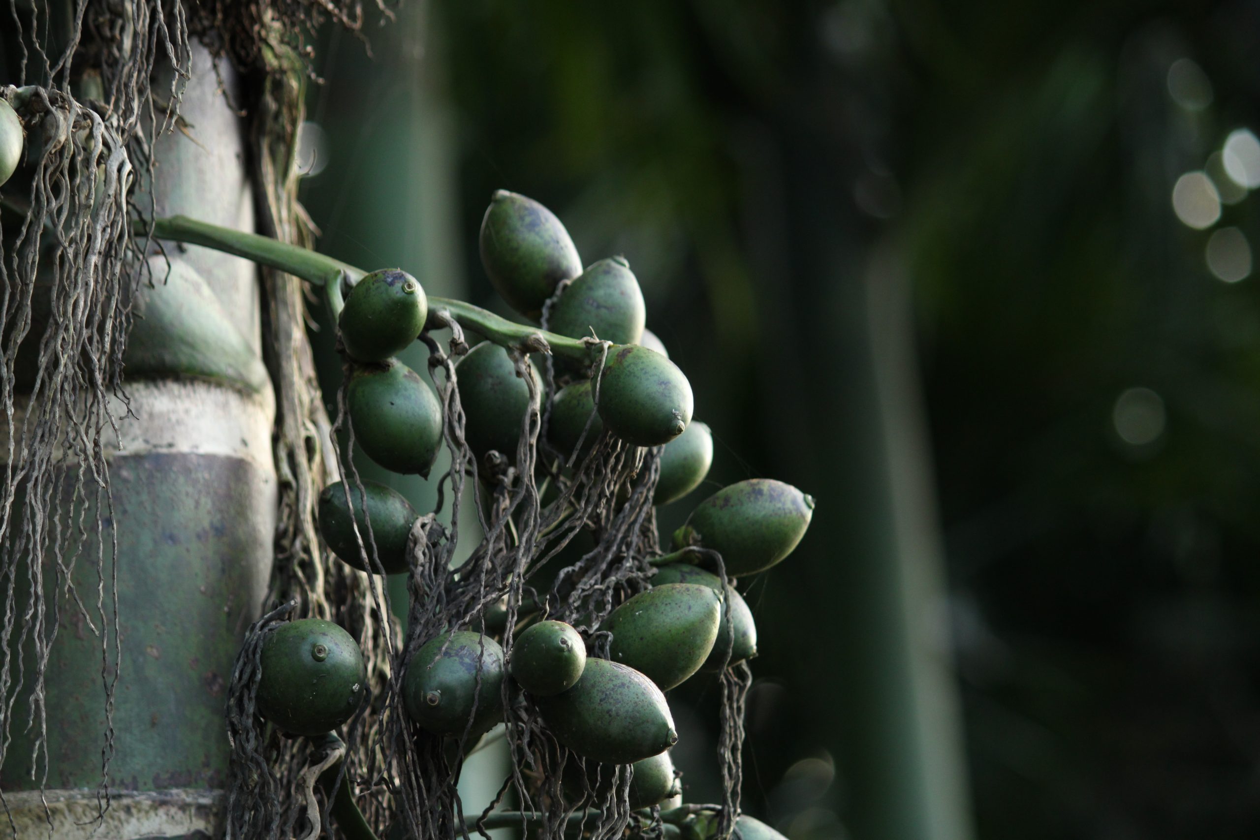 Areca nut