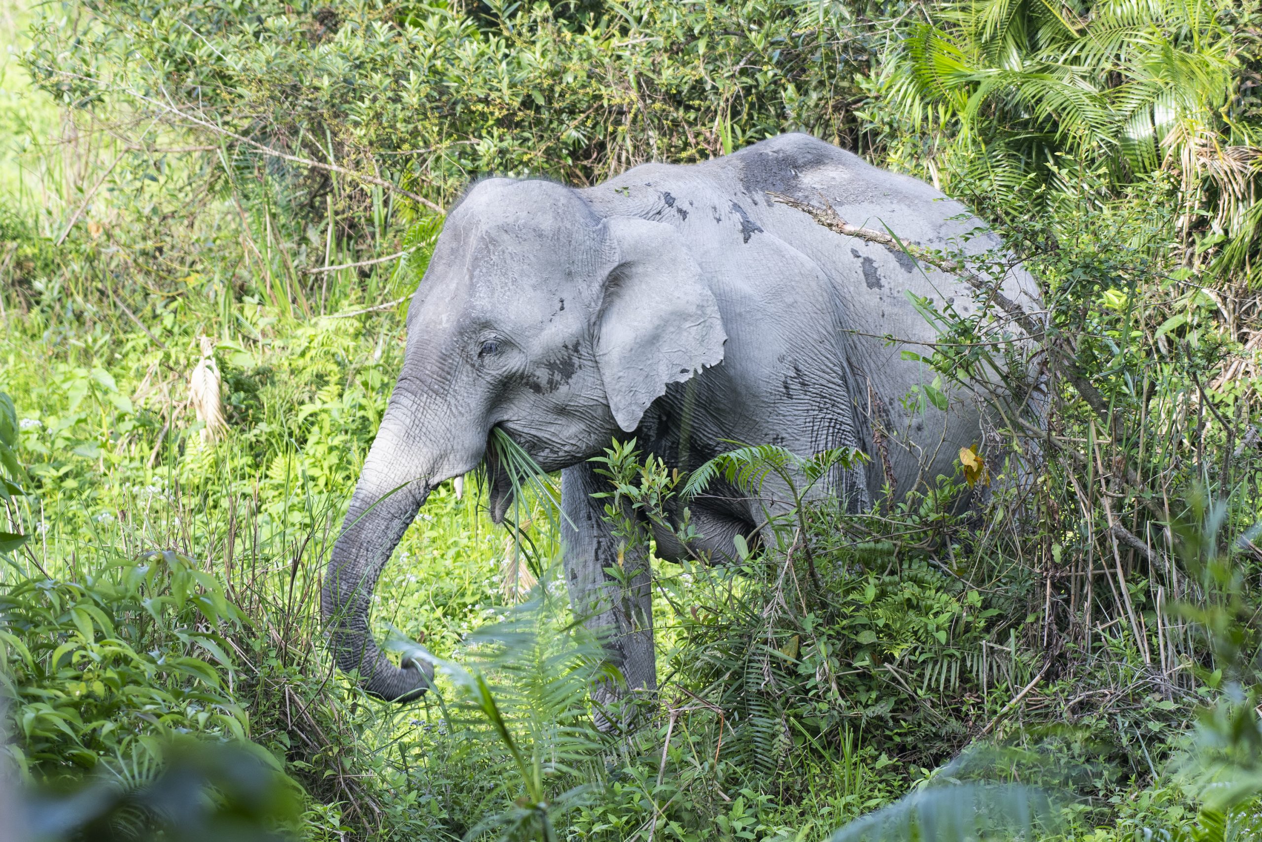 Asiatic Elephant foraging