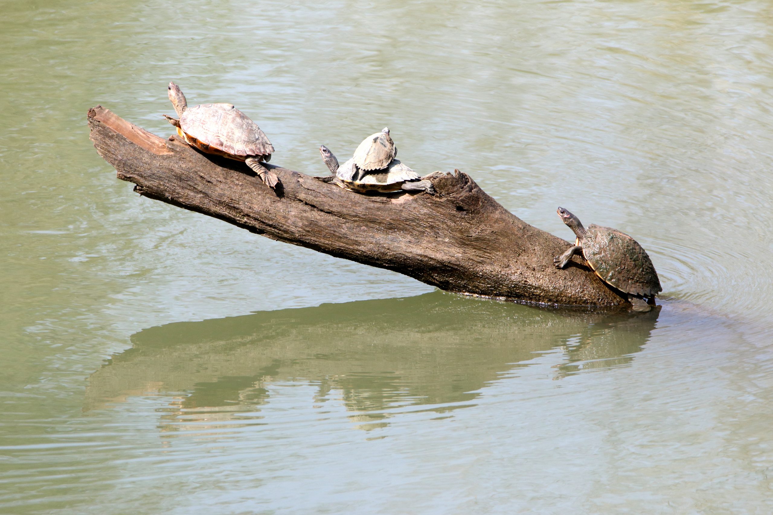 Turtles on a wood in water