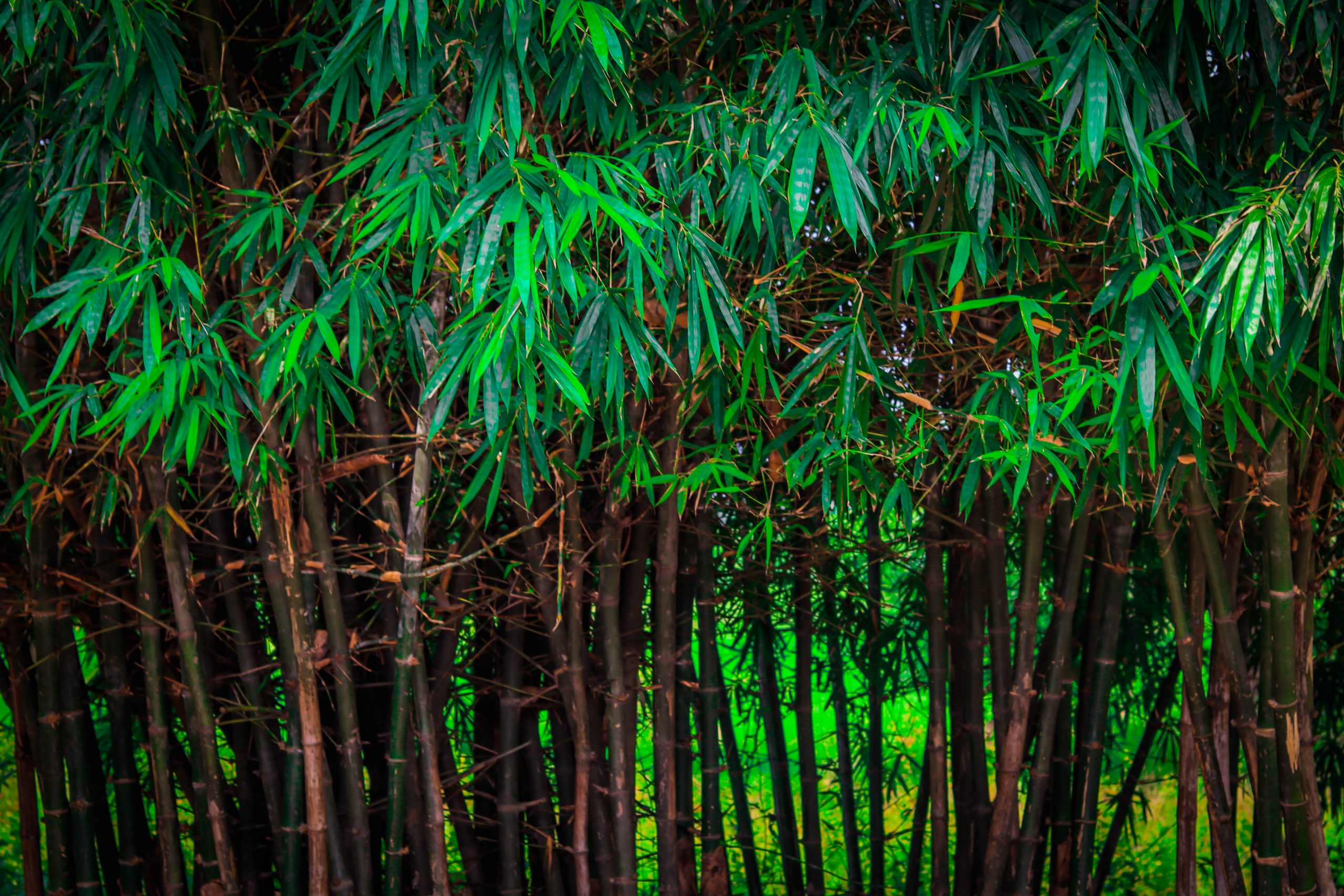 Bamboo weeds